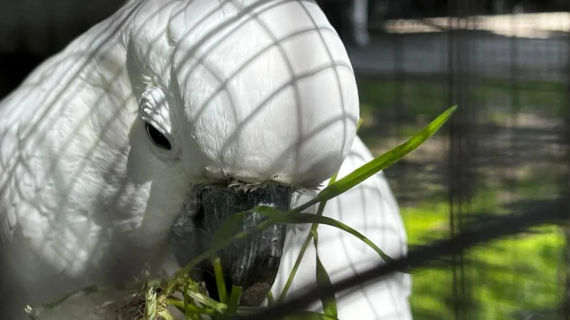 Charlie the Cockatoo