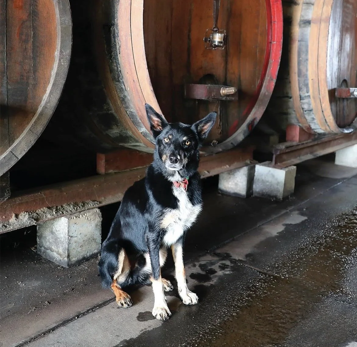 Farewell to Our Beautiful Wine dog Jake
