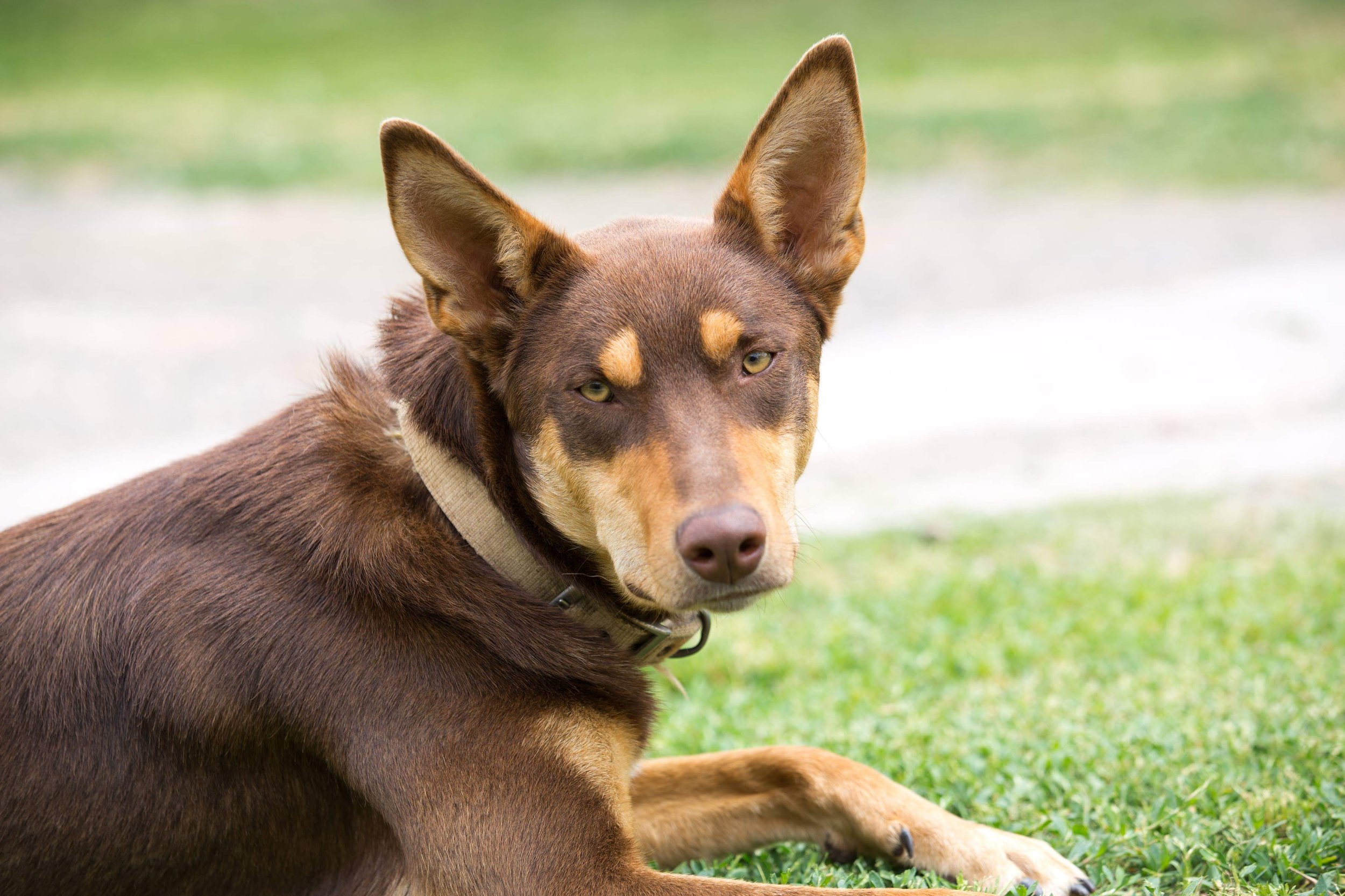 Leo the Kelpie