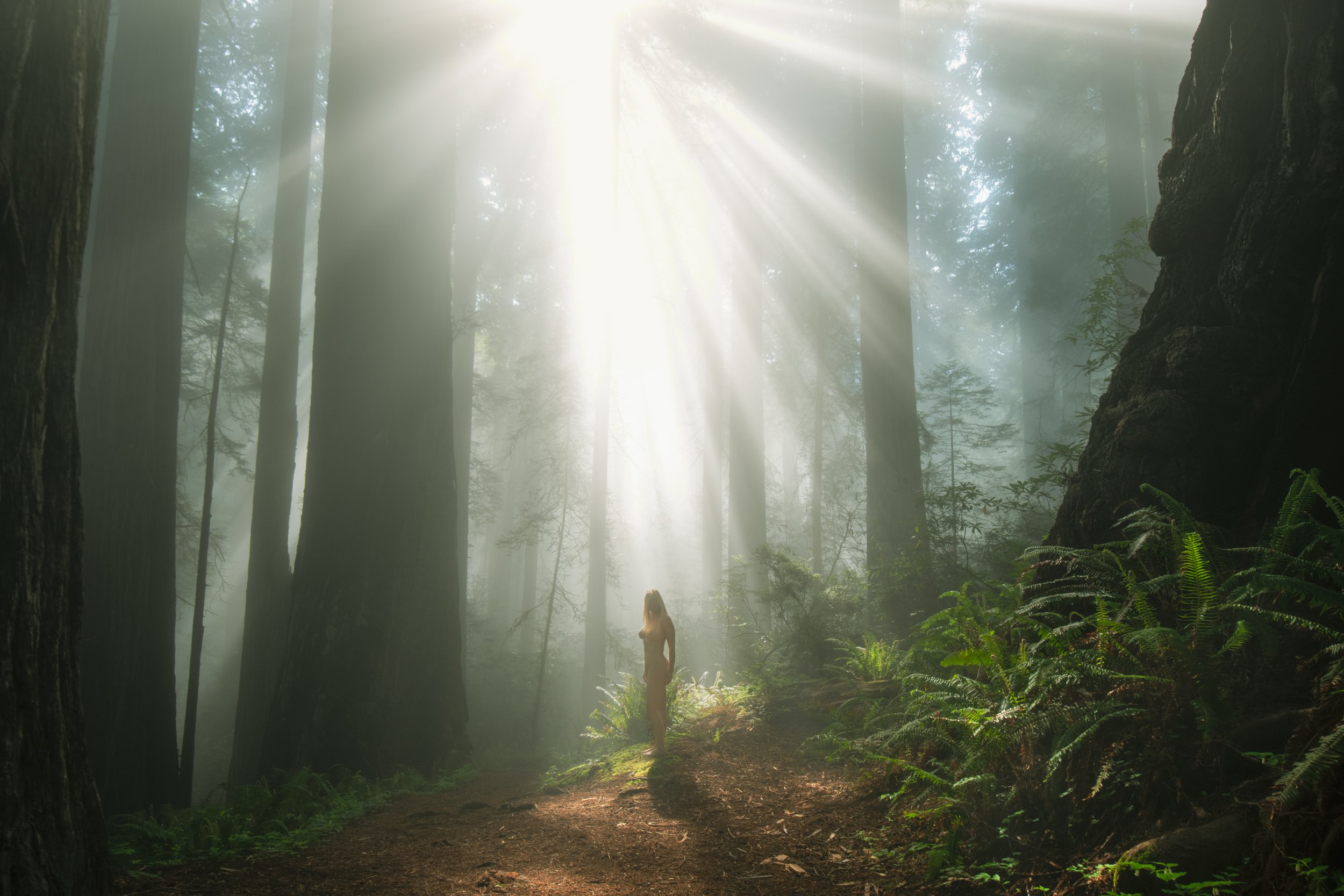Rebirth.Redwoods.4000px.jpg