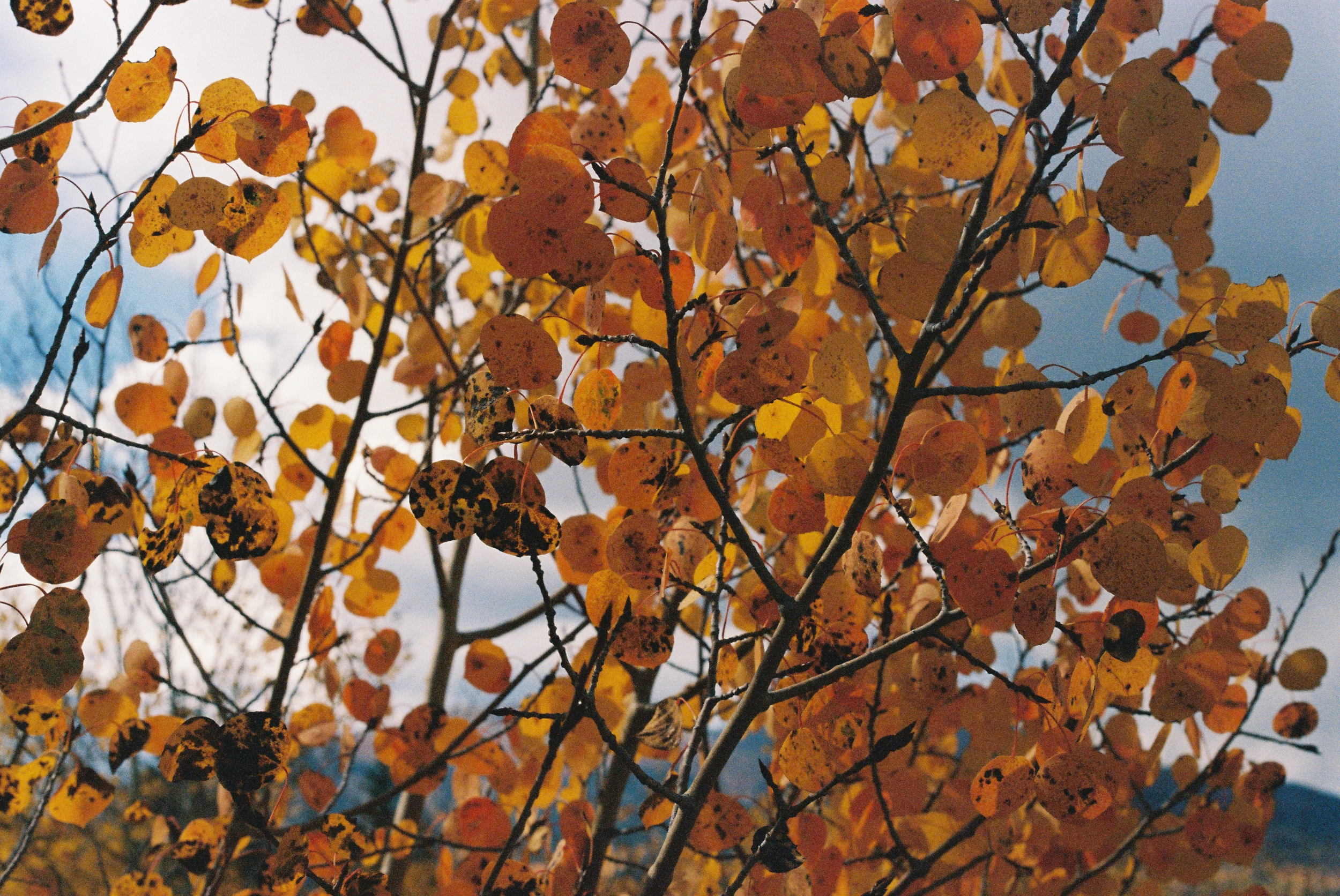 R1-01295-0024.png