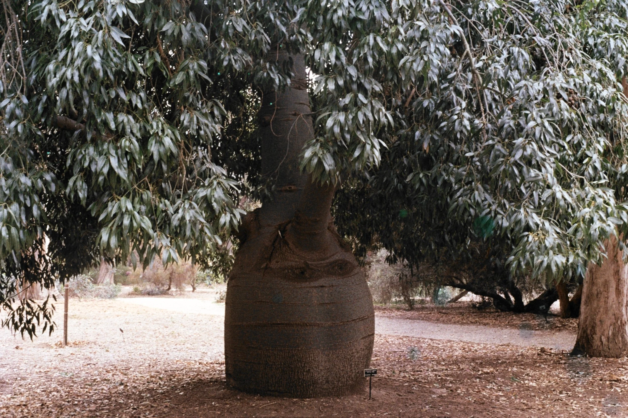 MatiasAE035.jpg