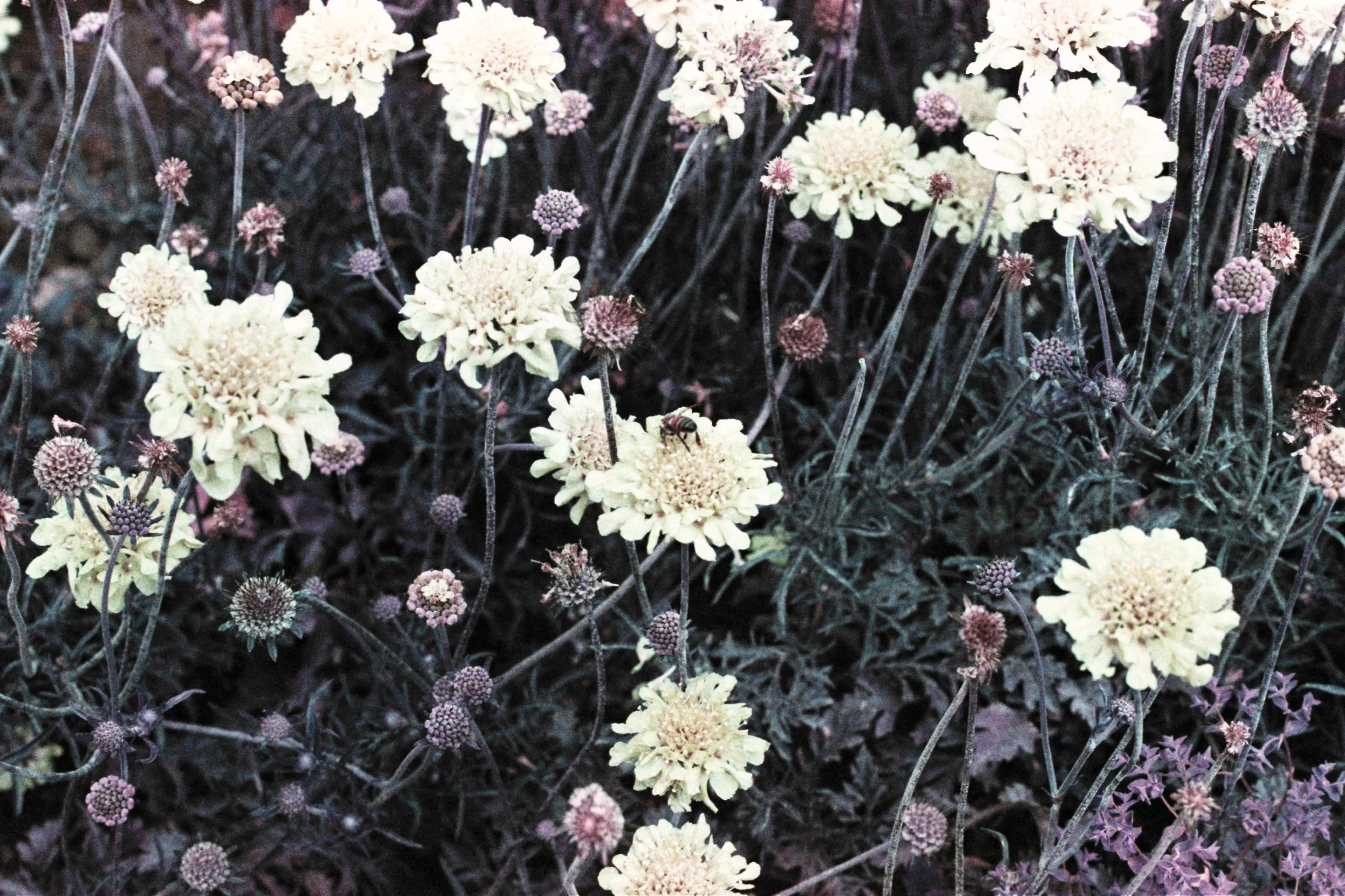 BBFD0345-9C65-4FA8-AB59-C0A9E20BC9C2.jpeg