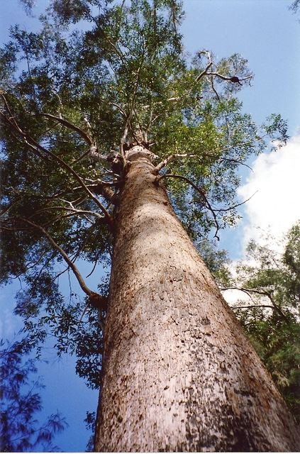 Blog Post_Know Your Timber_Blackbutt Tree_2.jpg