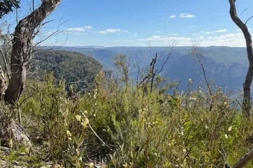 The Grose Valley and endless rugged terrain. Wildflowers bloom all year round here.