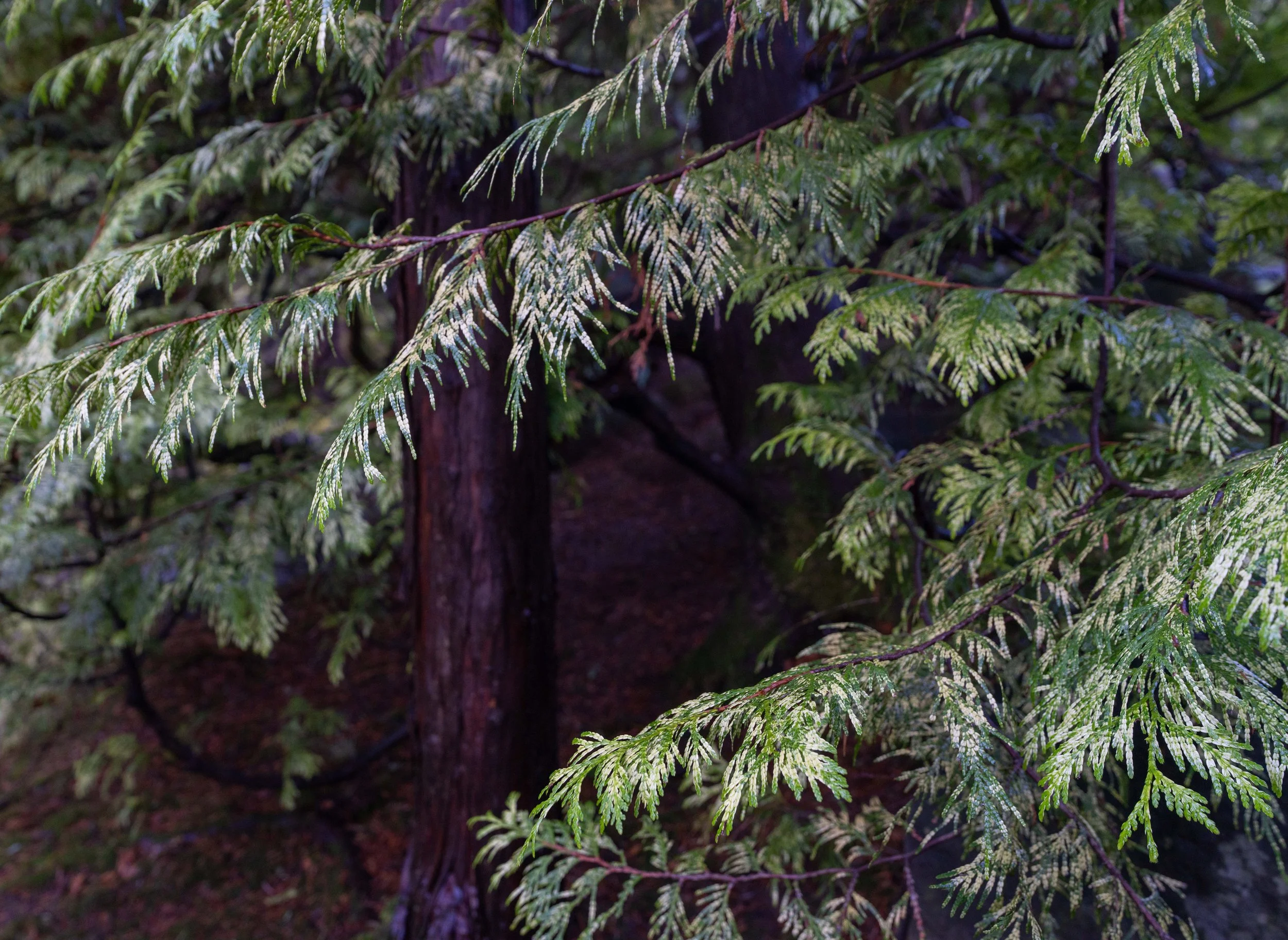 Portland Japanese Garden