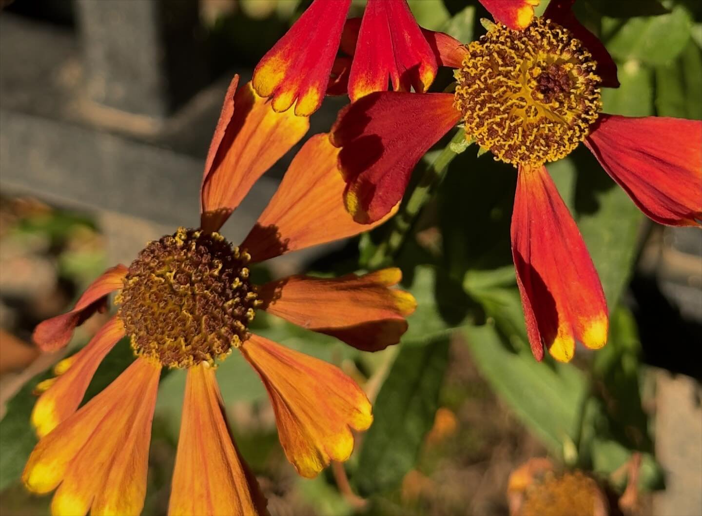 Summer meeting autumn #flowers #portland #sunshine #red #orange