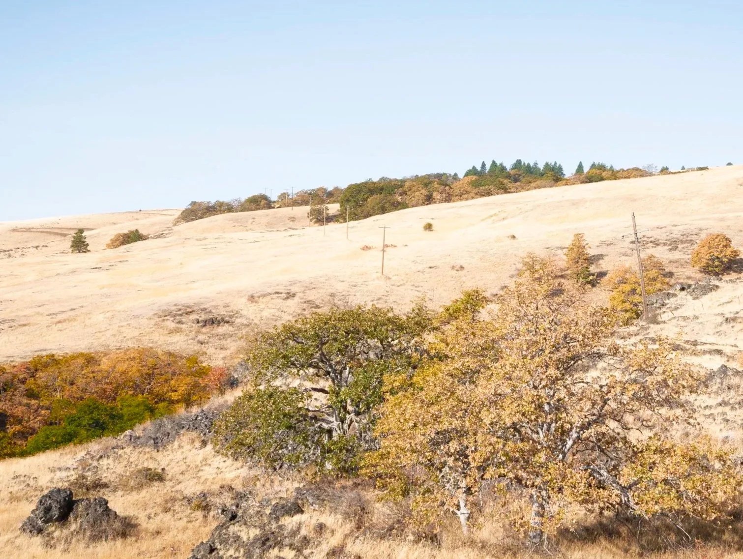 Catherine Creek Collection:
Abandoned Telephone Poles
