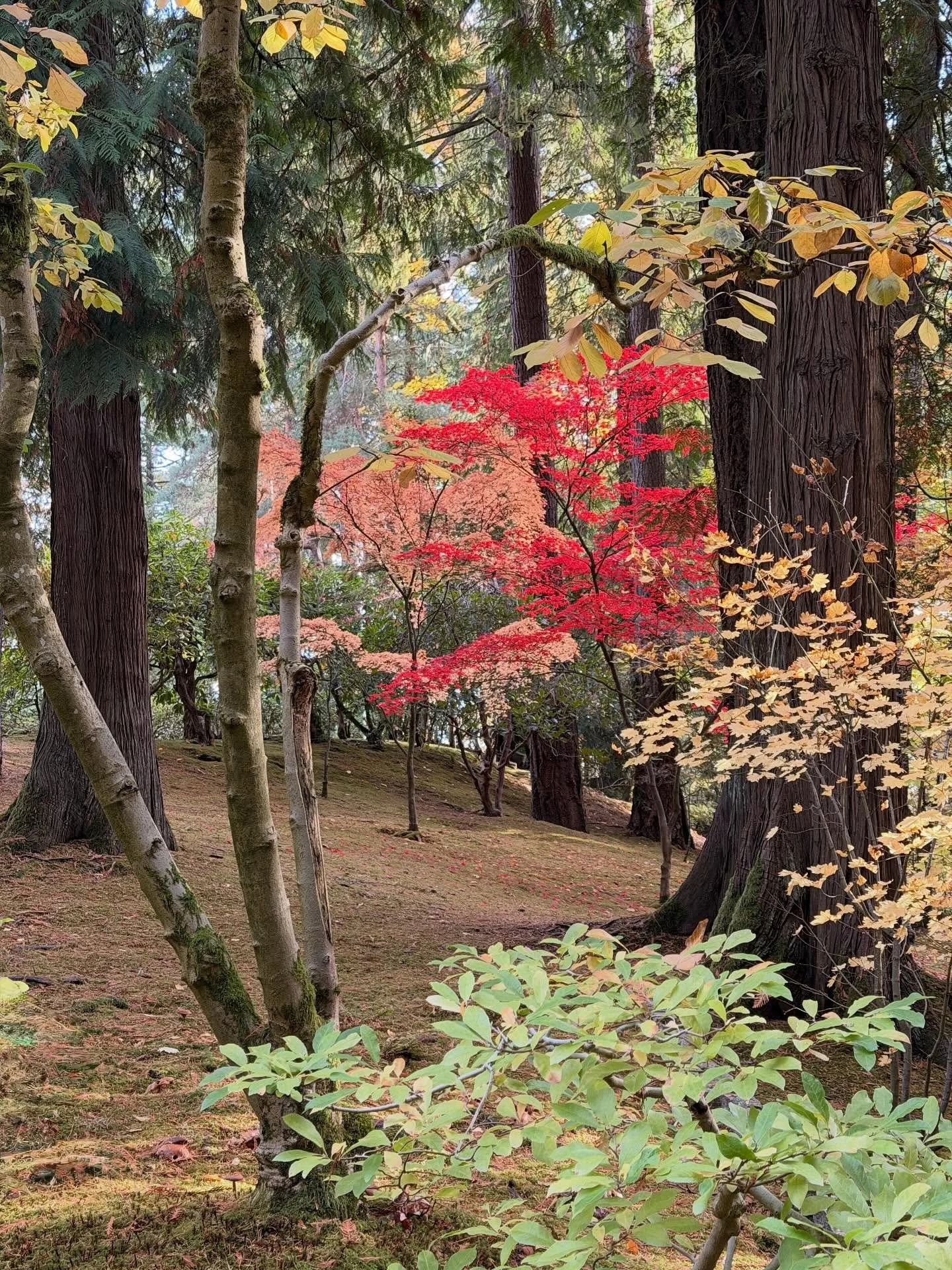 Portland Japanese Garden. #autumn #fallcolors #japanesemaple #red