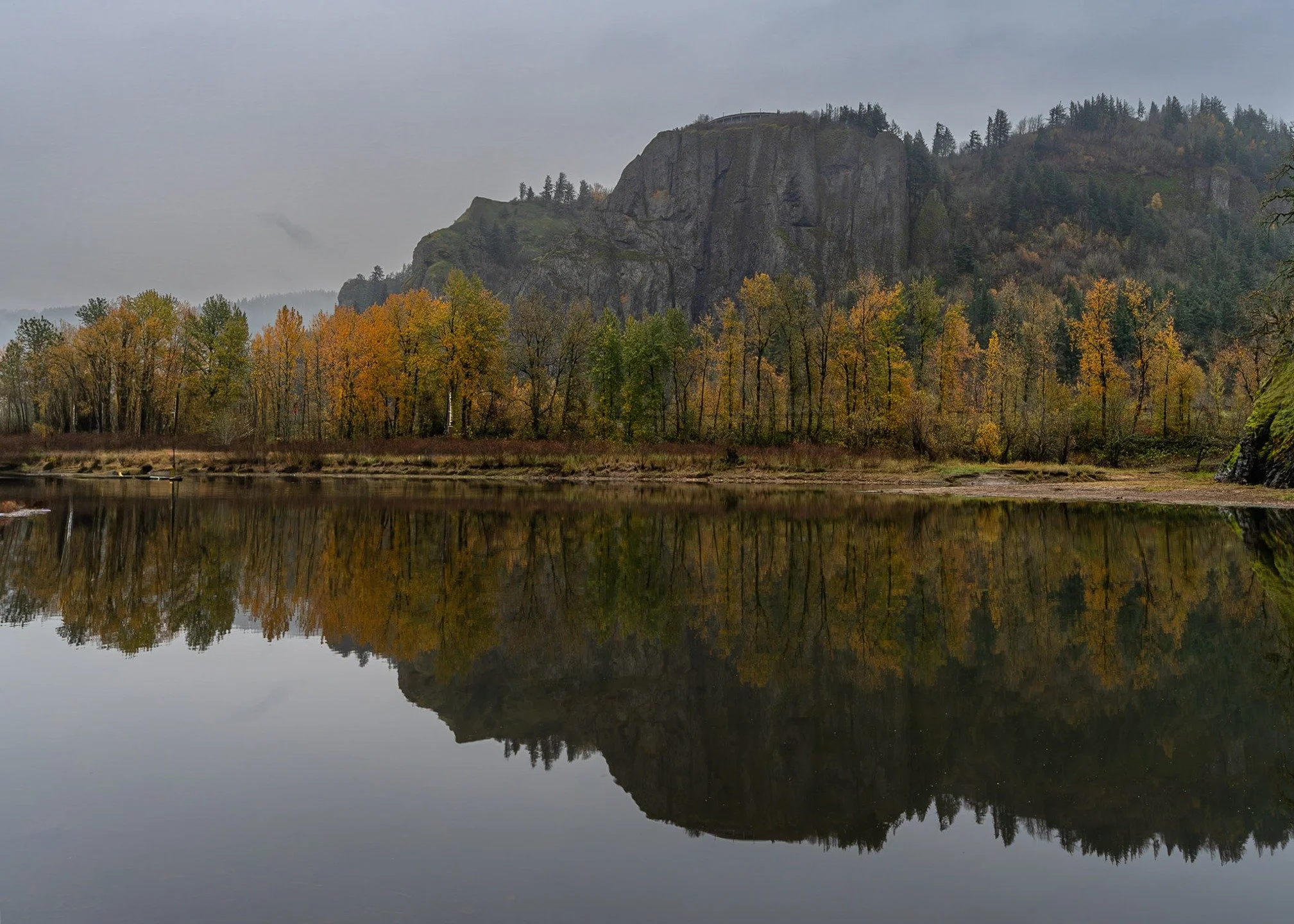 I tromped around Oregon's Rooster Rock State Park the other morning, hoping to dodge the promised rain in Portland. There was a small flock of ducks in the water, thinking of swimming about, though they decided they'd had enough of me lurking about, 