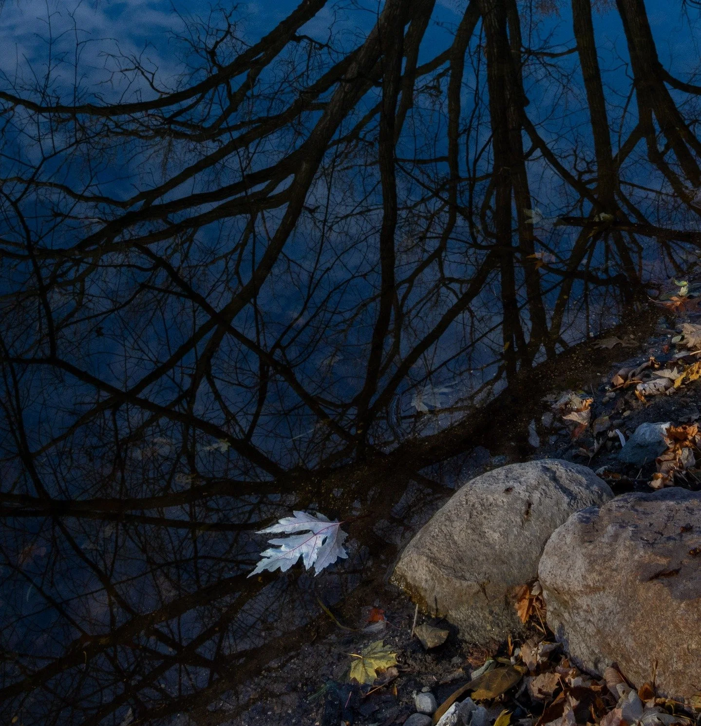 Floating leaf and the still water reflection of bare, ready for the winter trees. #maple #autumn #reflection #cedarlake #minneapolis #minnesota #sunnyday