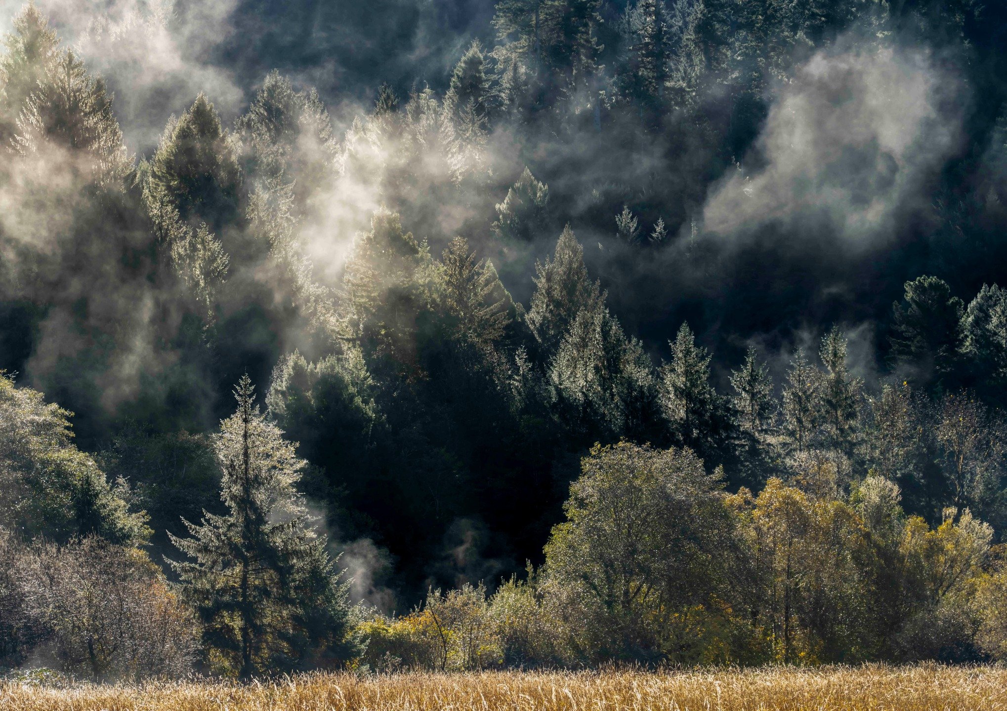 A misty and sunny morning in Northern California.