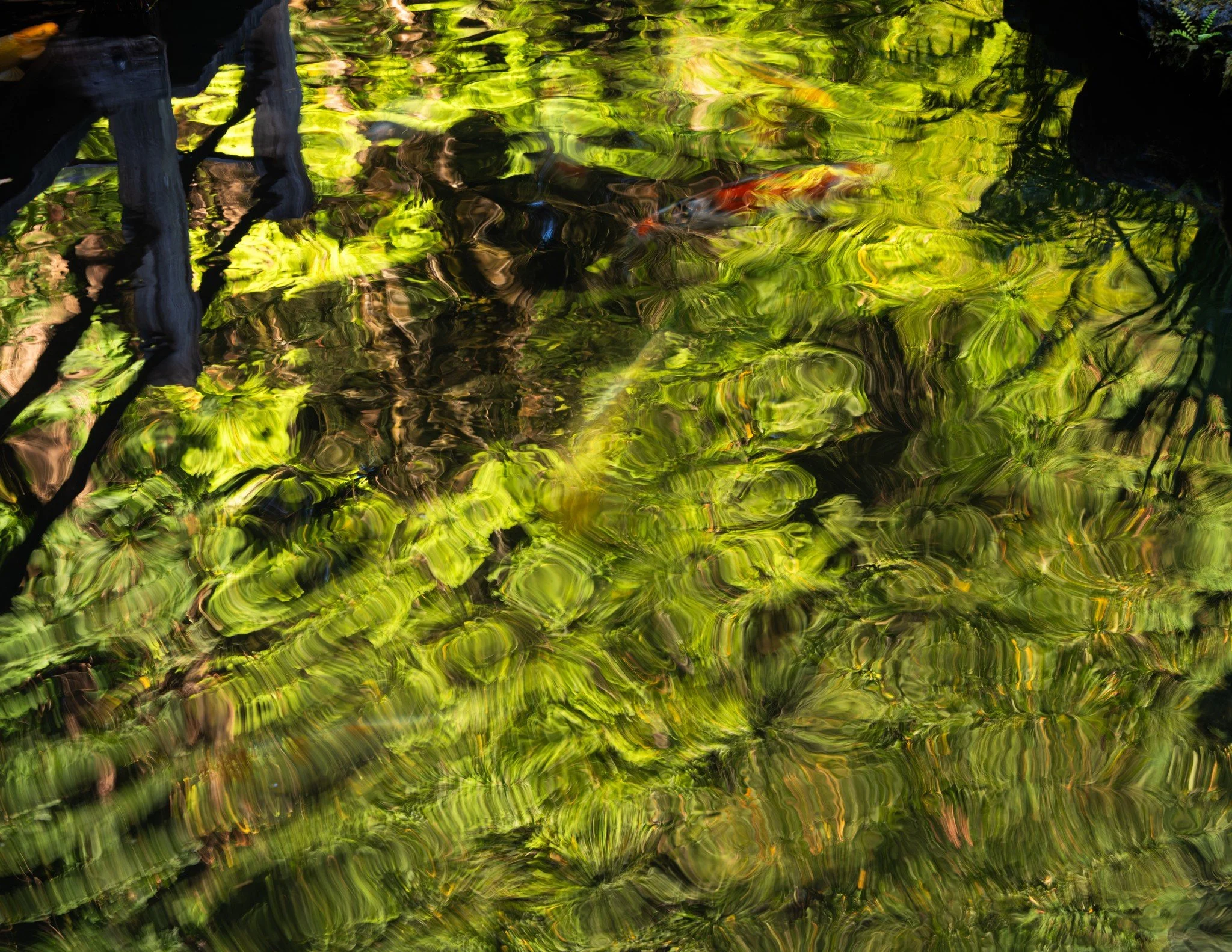 A dreamy photo of the koi pond at the Portland Japanese Garden. #portlandjapanesegarden #portland #Oregon #pacificnorthwest #koi #fish