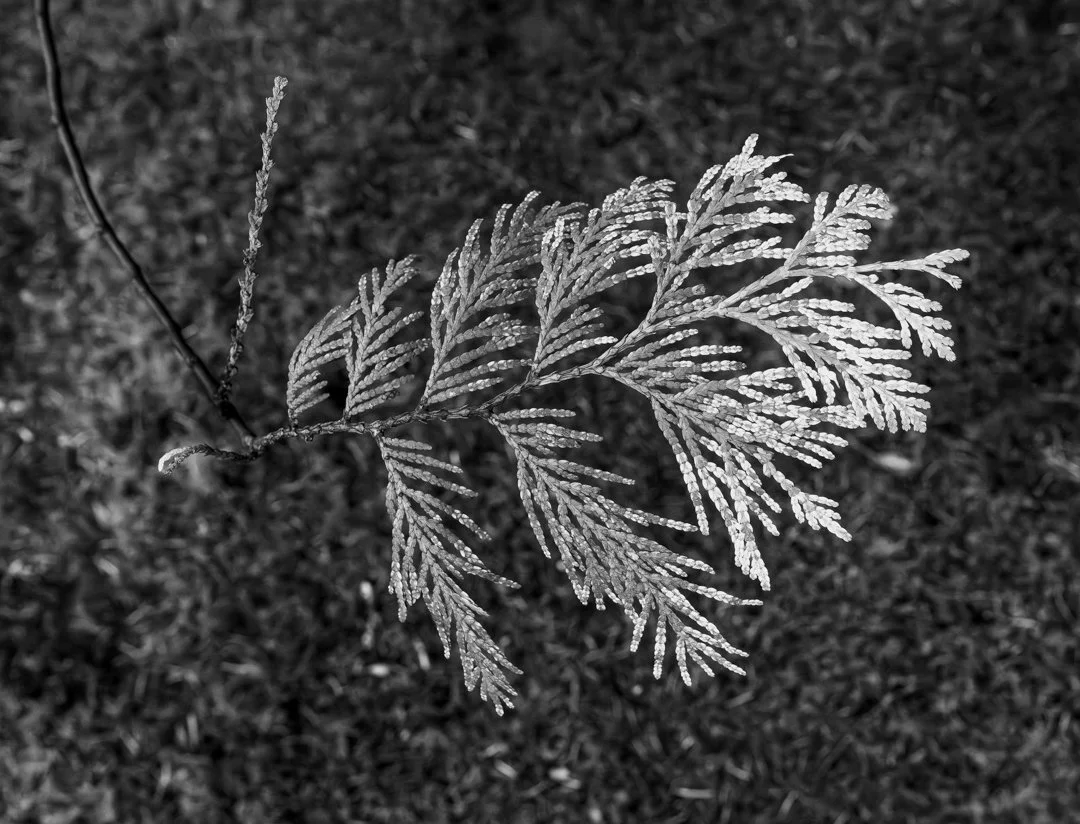 The variegation on the western red cedar foliage caught my eye. I suspect the foliage will darken as it matures, but not a tree expert... #westernredcedar #treefoliage #pnwphotography #blackandwhitephotography #botanicalphotography #forestdetails