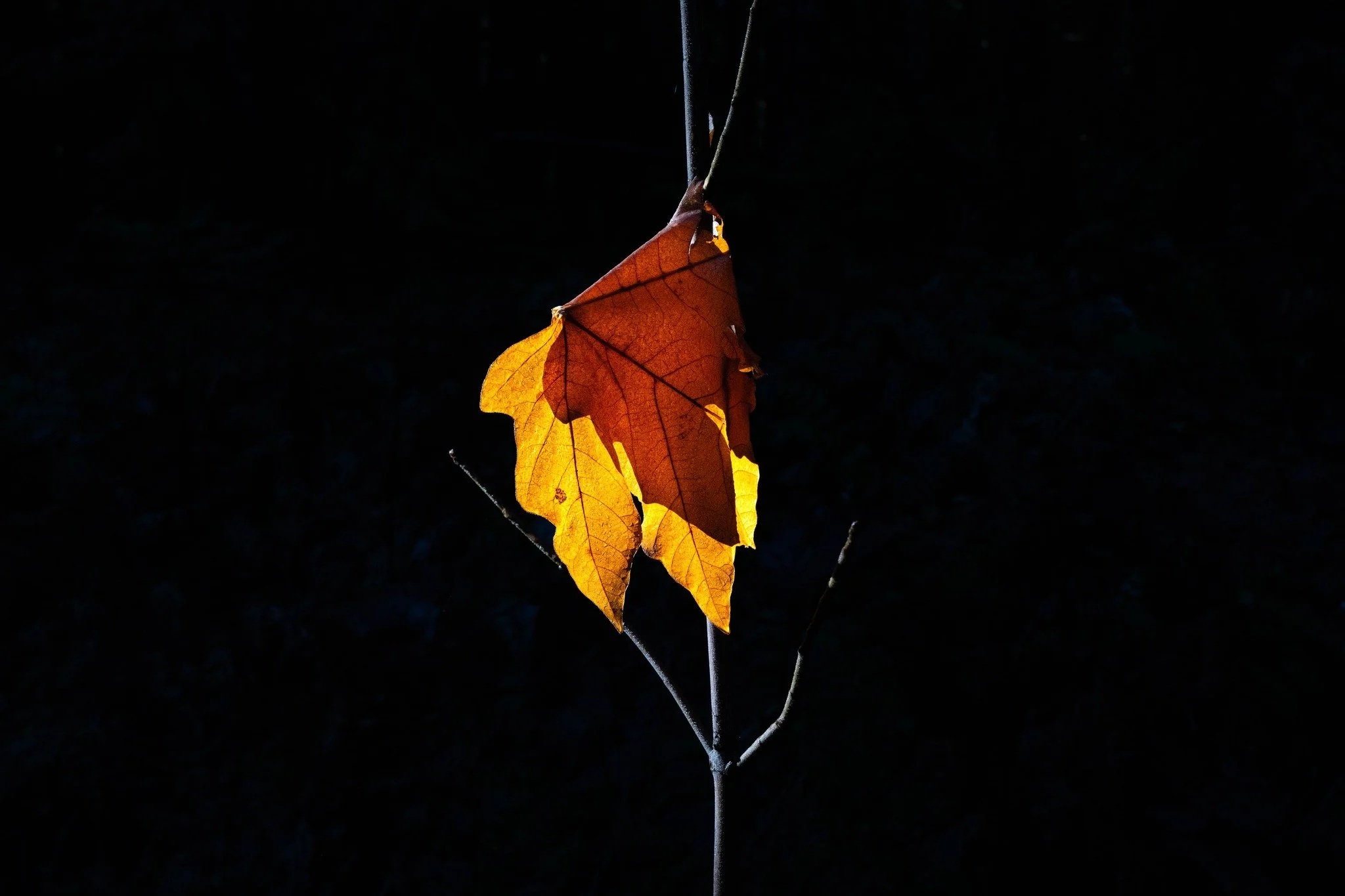 Dangling autumn maple leaf in the wintertime. #Washington  #winter #sun #orange #brown #yellow #gold #maple #leaf