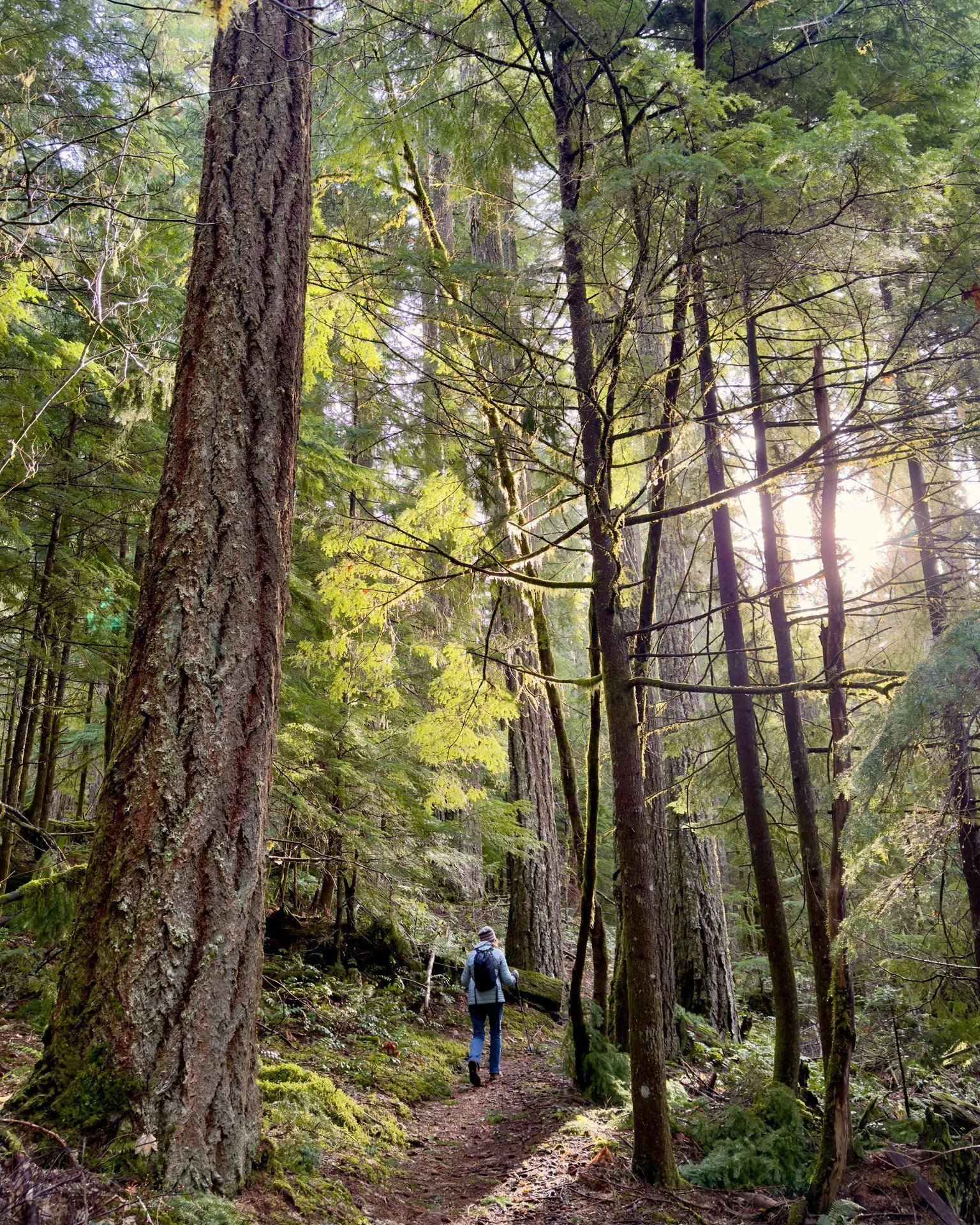 A sunny winter day hike in the Pacific Northwest! #Washington #winter #PCT #forest #sunshine #pacnw #whereswinter