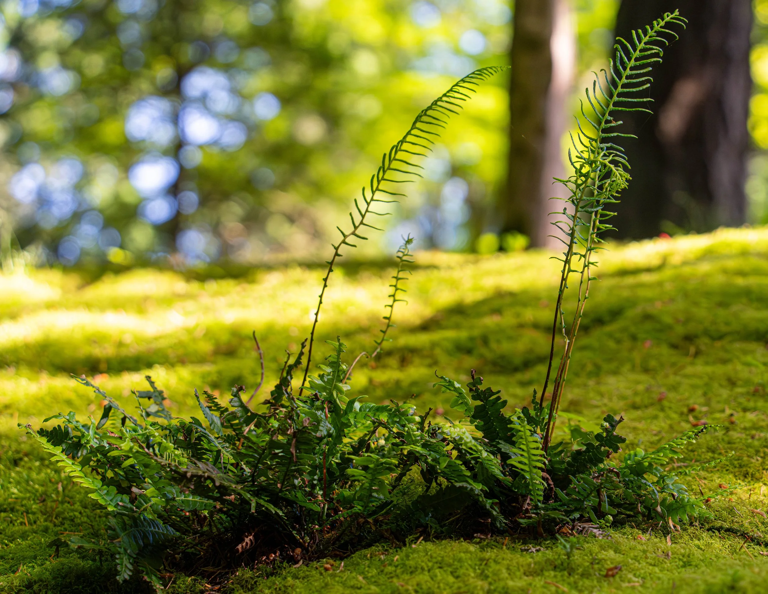 Portland Japanese Garden