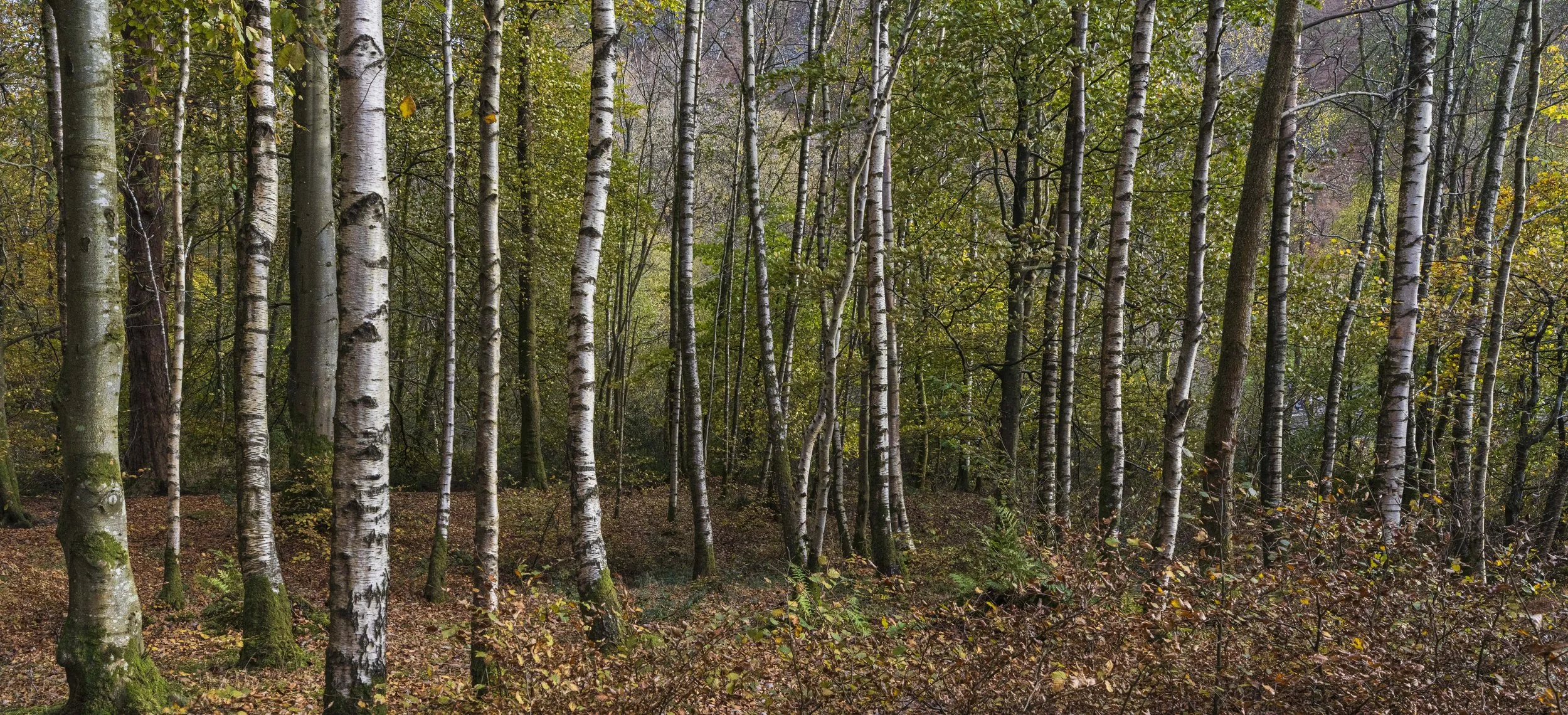 Silver birch. Love these trees...