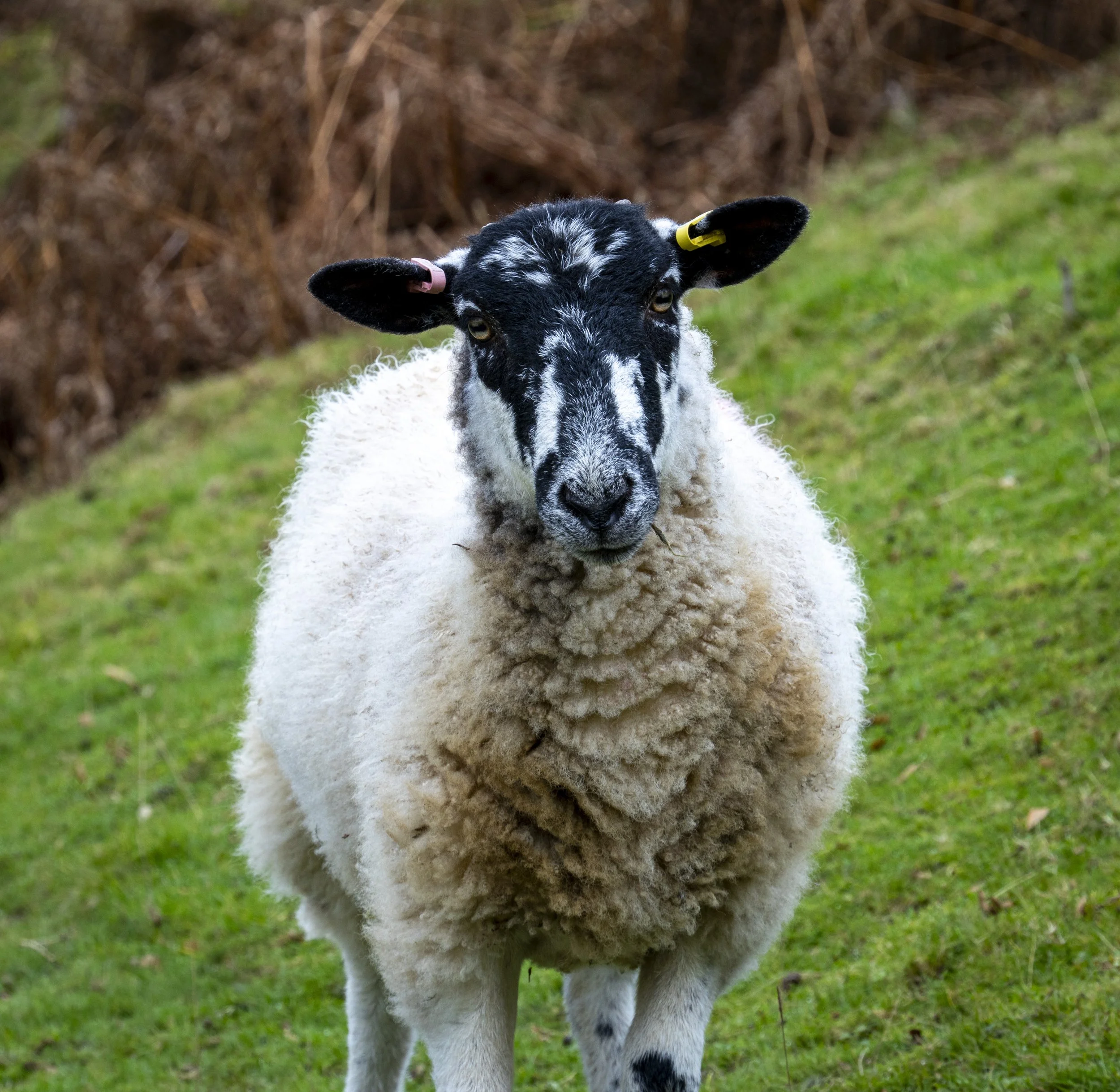 Baa. Lake District, England
