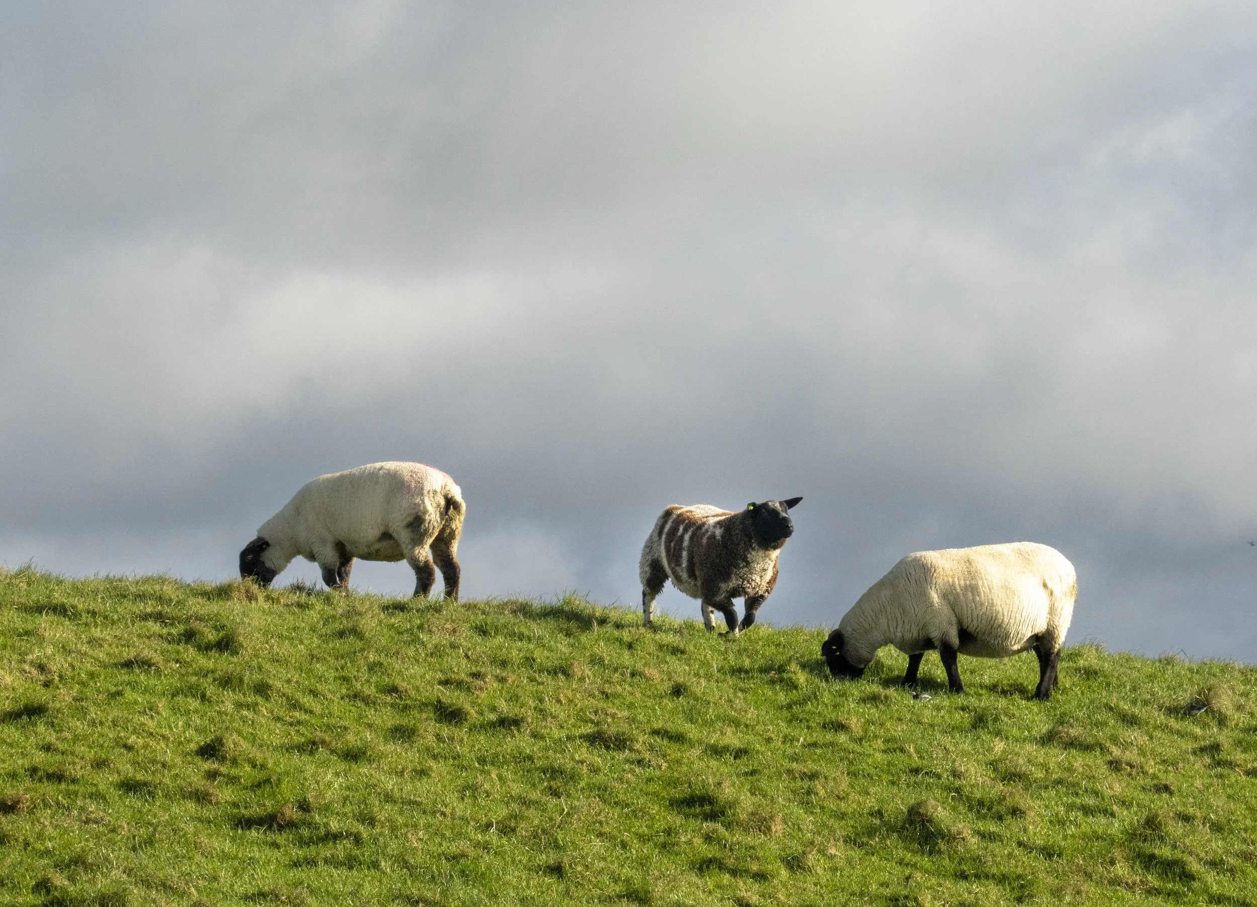 Sheep grazing at the Cliffs of Moher