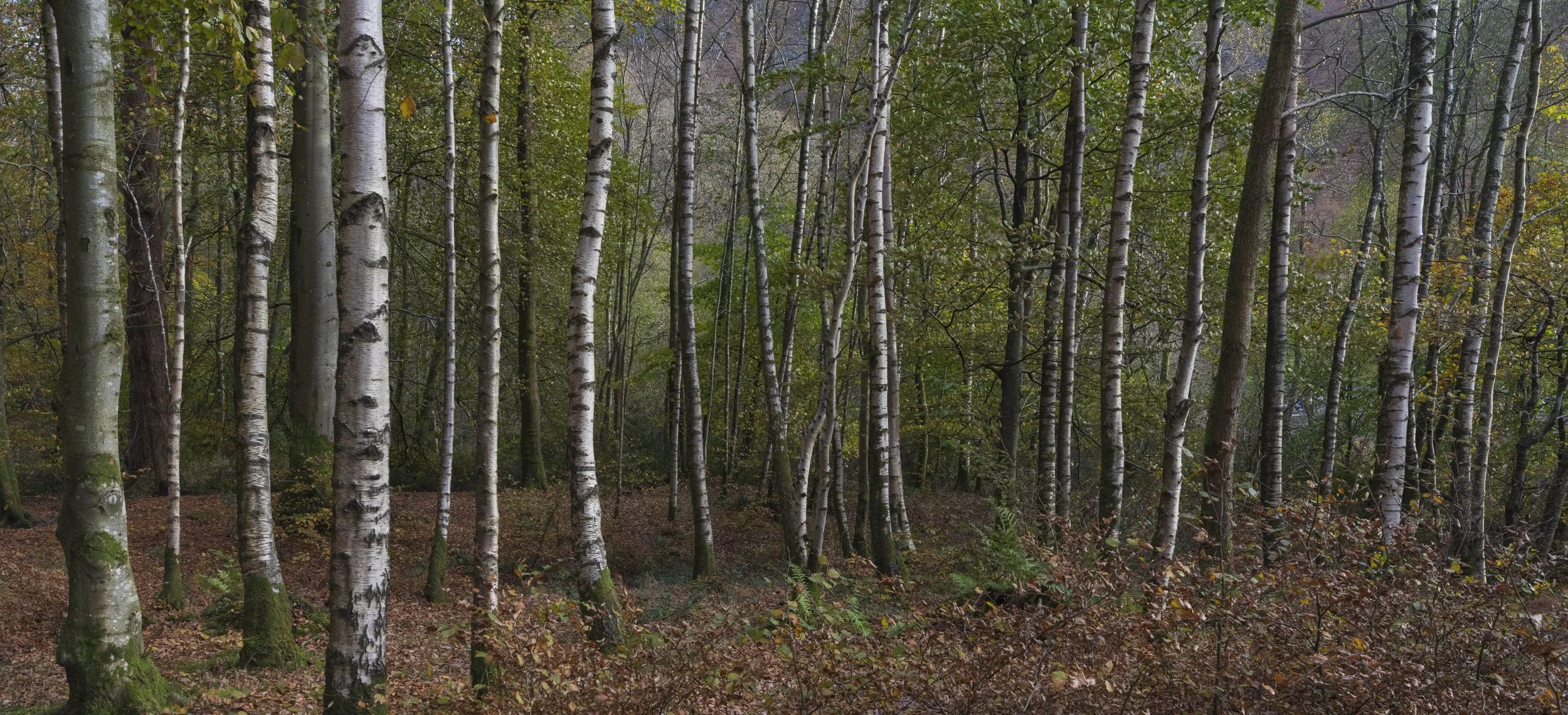 Silver birch (love these trees), Lake District, England
