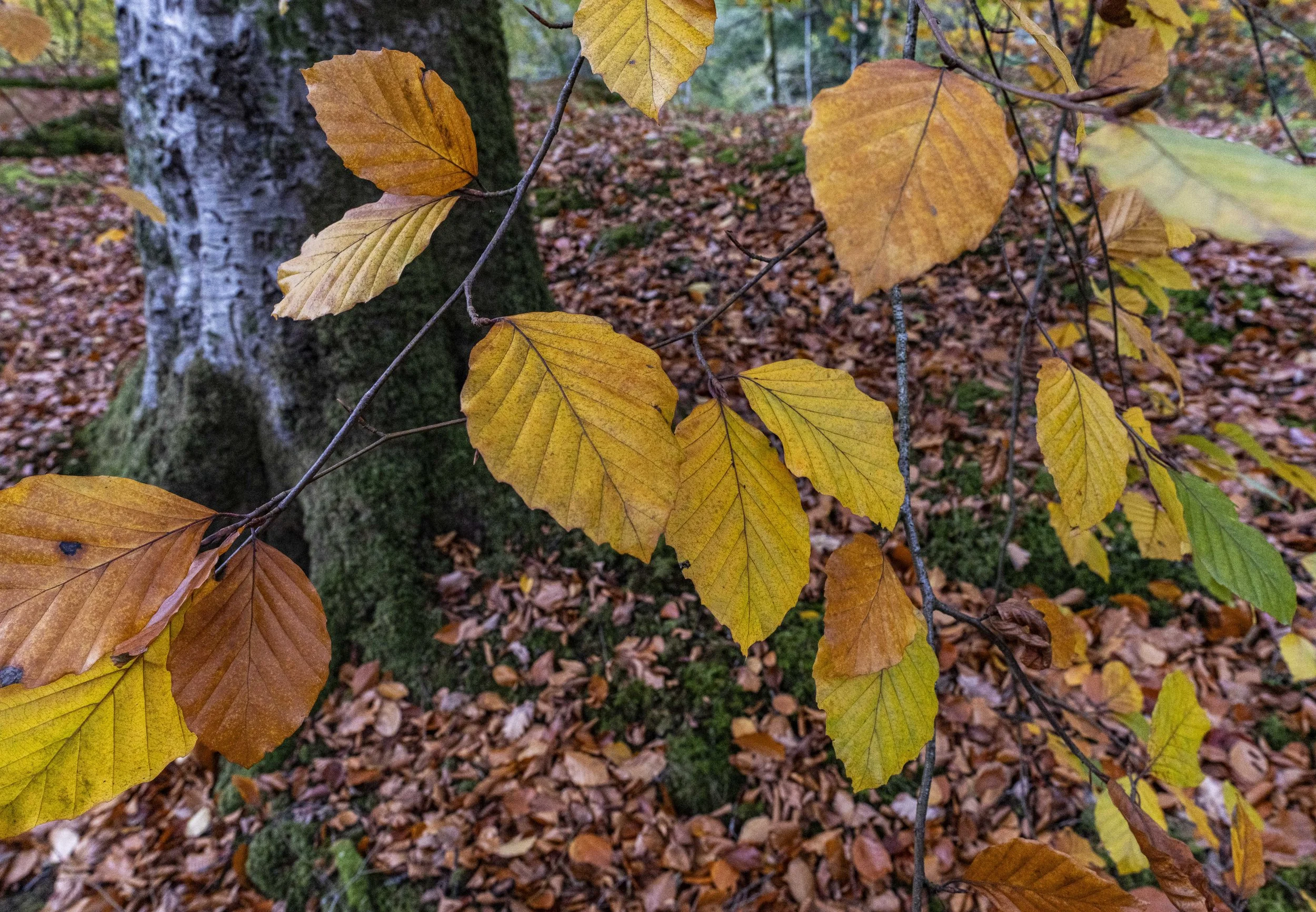 Lake District, England