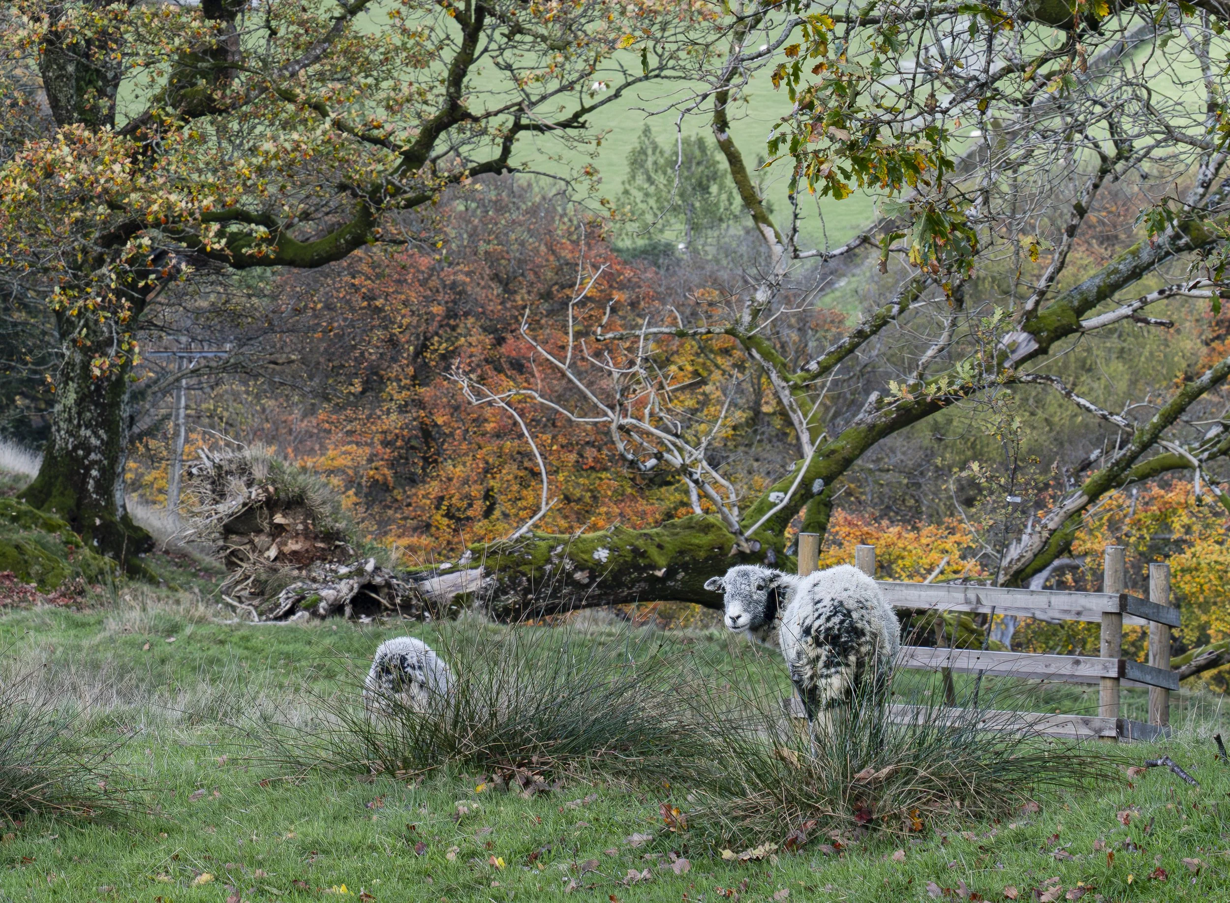 Ambleside, Lake District, England