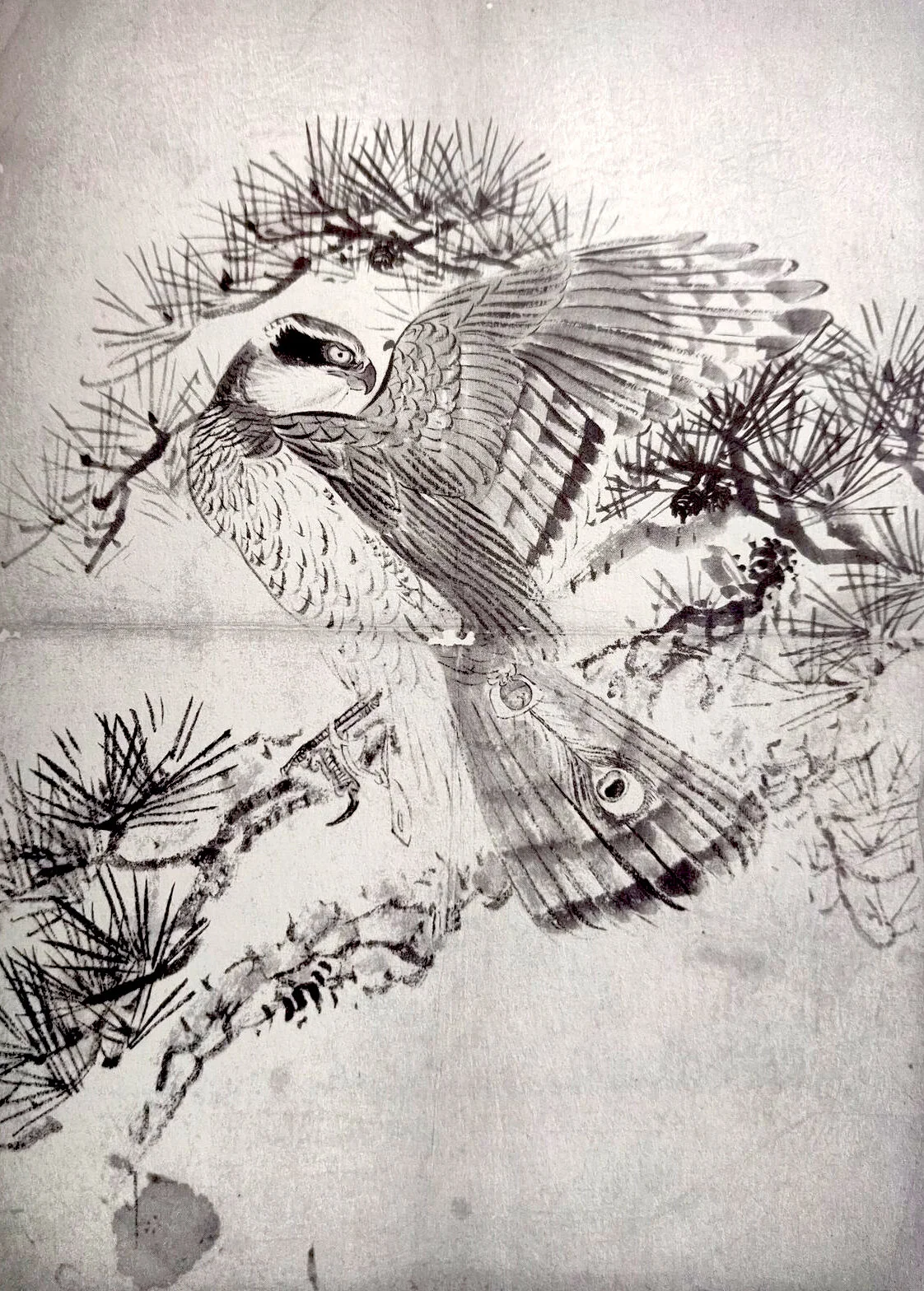 Adult goshawlk, showing bell on bell-plate (suzuita) overlying a peacock feather. From an old painting, unsigned.
