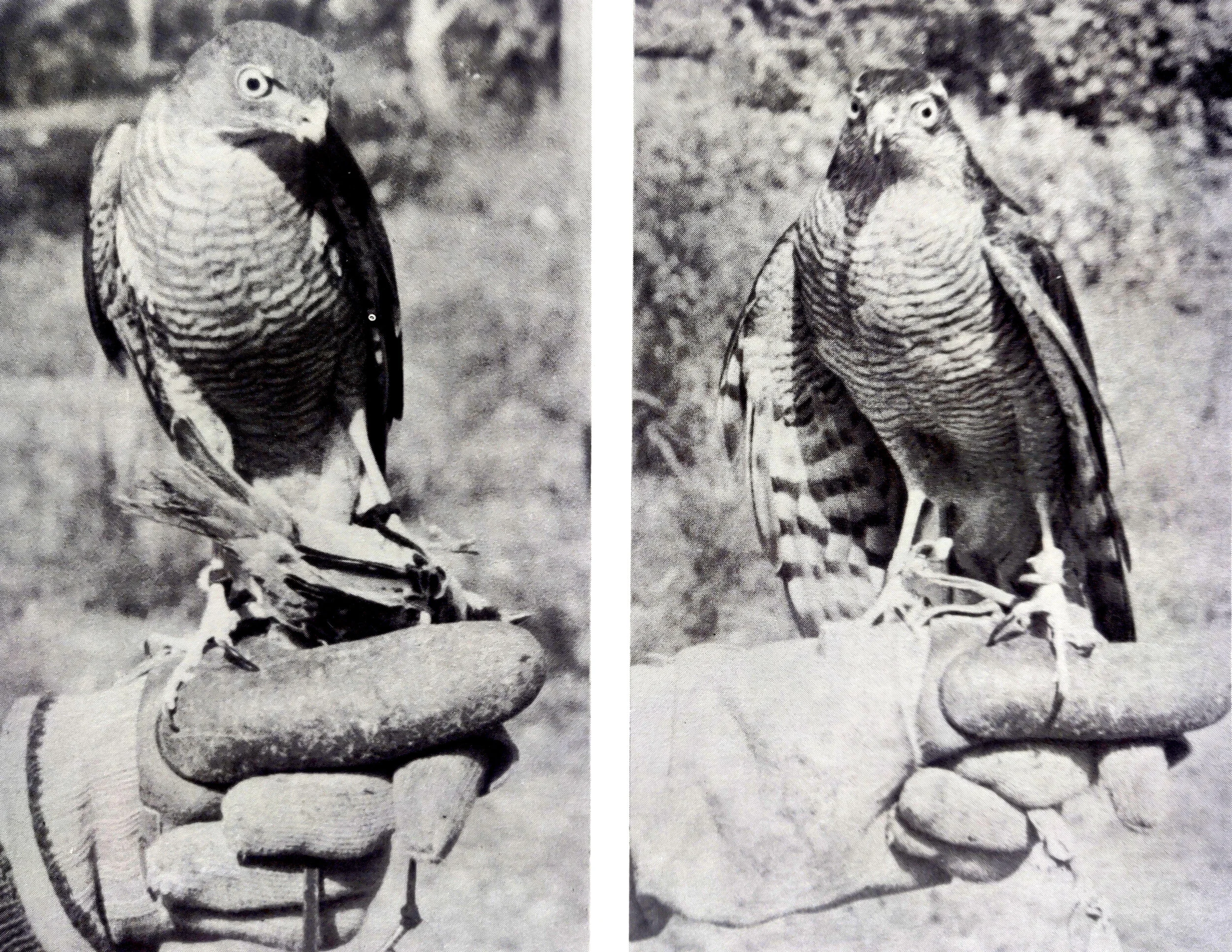 Adult sparrowhawks.  Left, Besra sparrowhawk (Accipiter virgatus).  Right, Eurasian sparrowhawk (Accipiter nisus).  Both birds of Dr. Masaki Sano. 