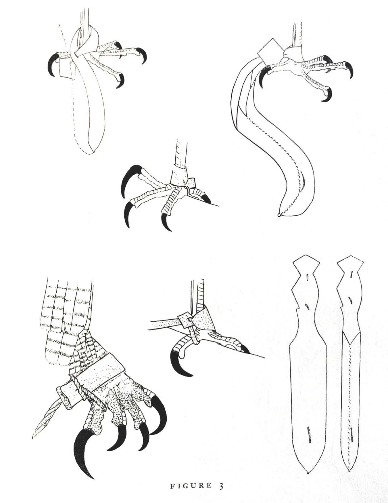 Jesses. Upper left and right, method of attaching jess to goshawk; after Hoko no Koto. Center, alternate method of attaching jess, with strap under hind toe; after painting of unknown artist, ca. 1850. Lower right, pattern of jess; after Hoko no Koto
