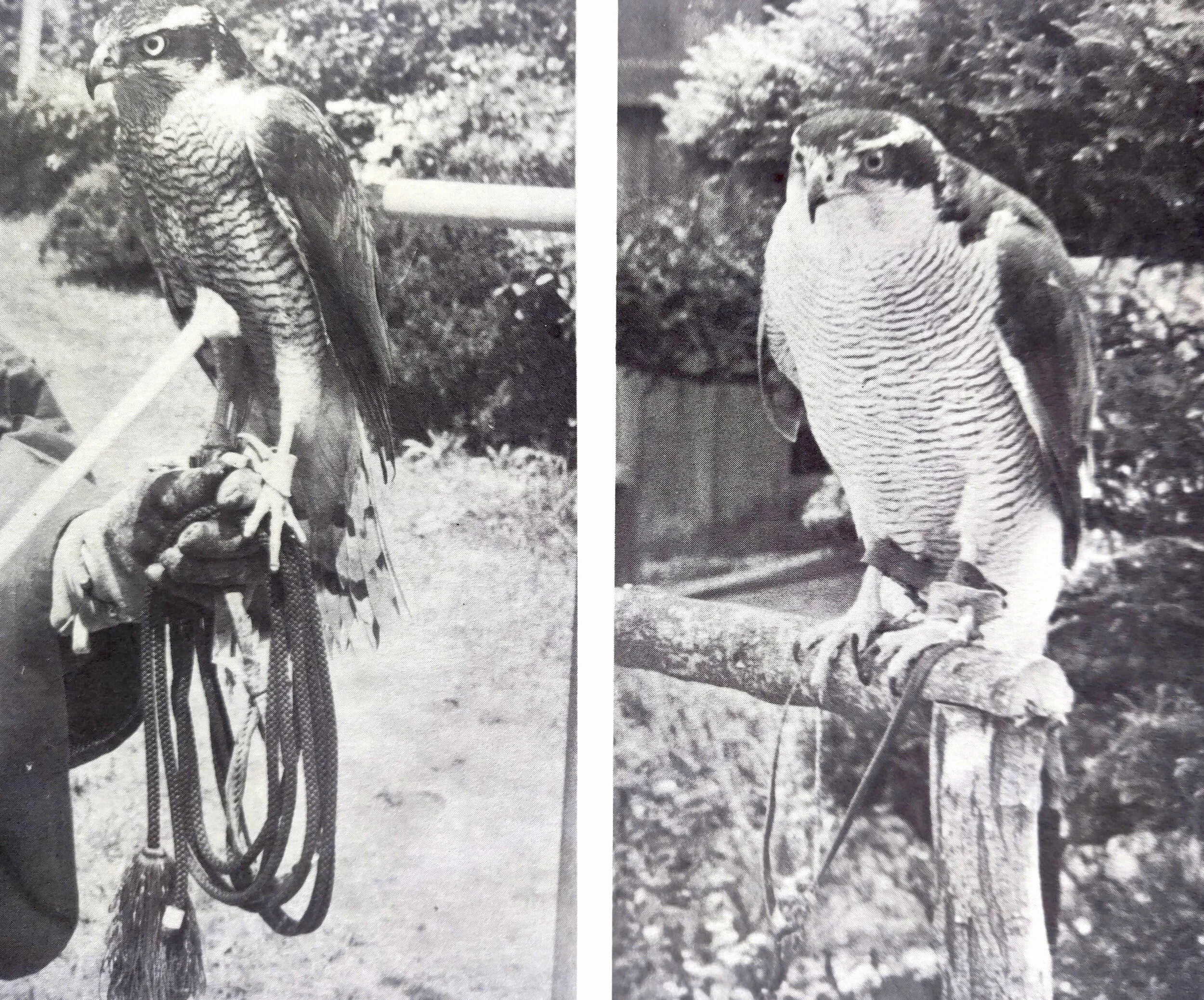 Adult Japanese goshawks (Accipiter gentilis).  Left, male, owned by Mr. Arie Niwa (showing typical leash and muchi).  Right, female, owned by Dr. Masaki Sano. The difference in the ventral barrings is probably an individual variation.  