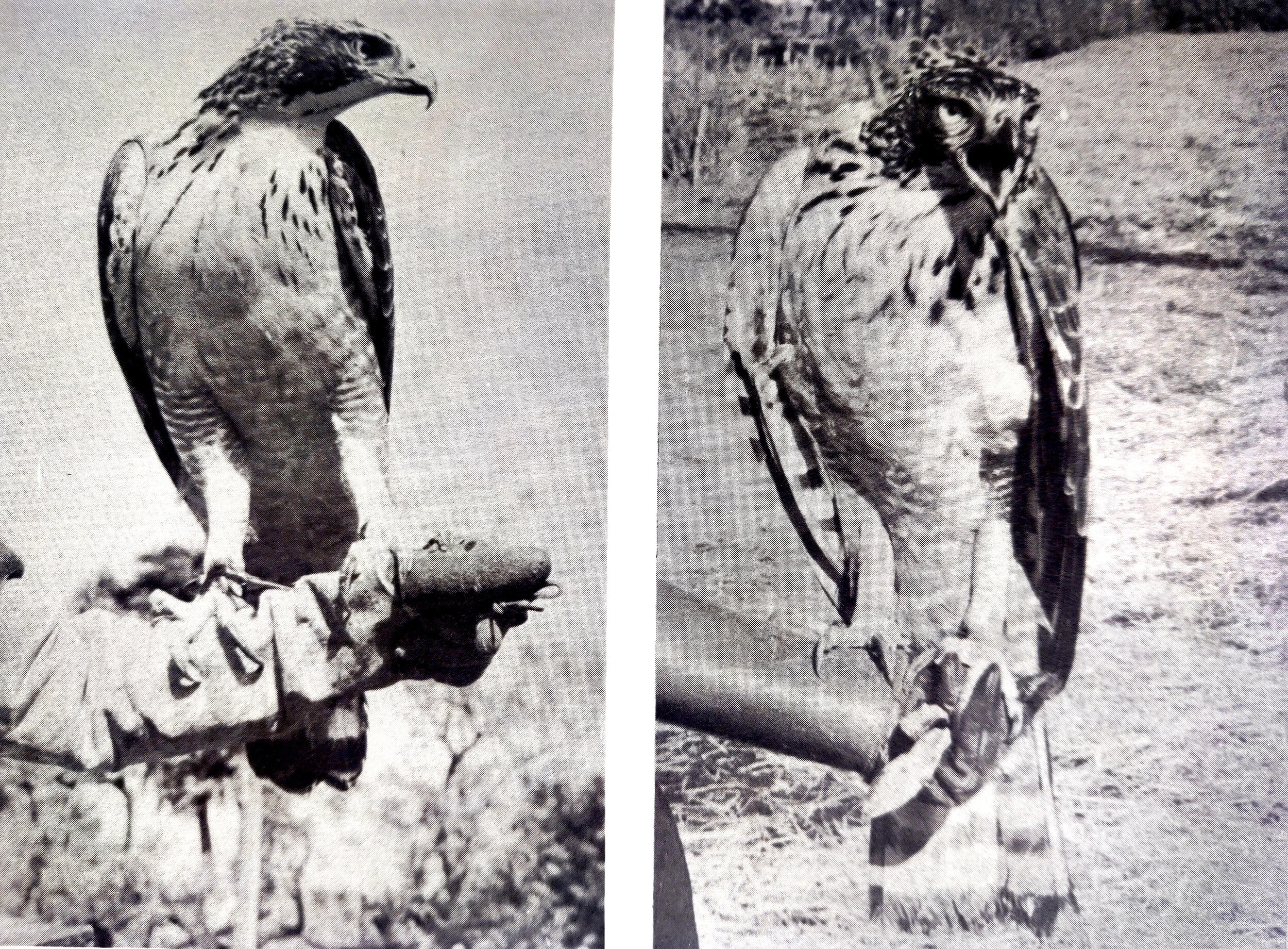Adult Japanese hawk-eagles (Spizaetus nipalensis).  Left, female, owned by Dr. Masaki Sano.  Right, male, owned by Mr. Toshio Tomita. Both birds in dark (normal) color phase.  Note small crest of male.