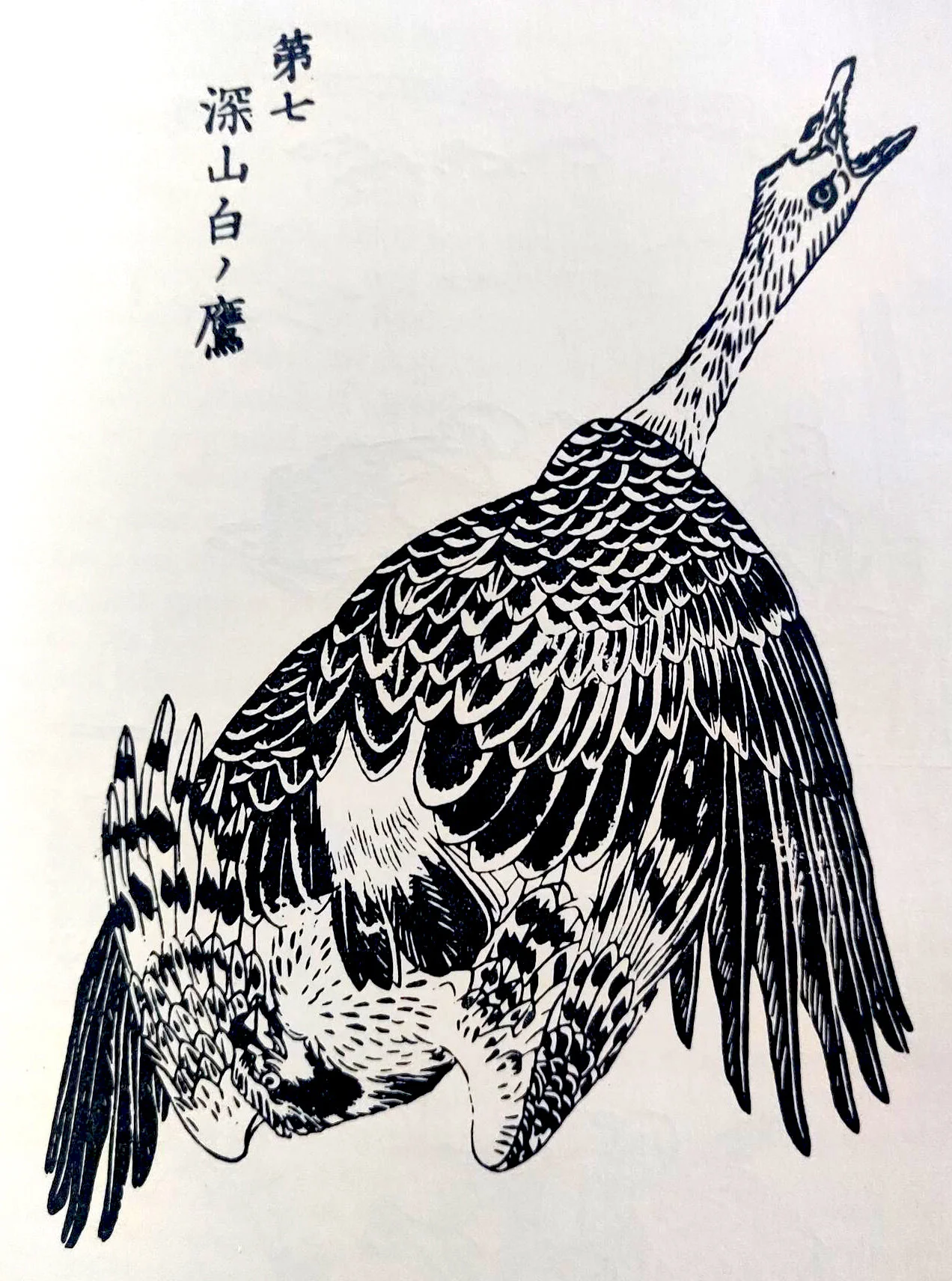 Goshawk and wild goose. From Ehon Taka Kagami.  