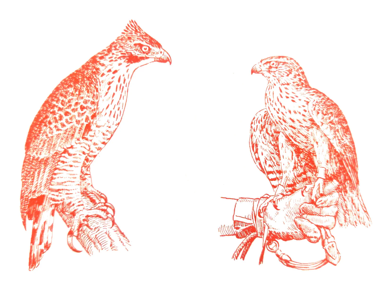 The adult hawk-eagle and immature goshawk are birds owned by Mr. Asaji Kutsuzawa and Mr. Kinya Nakajima, respectively. 
