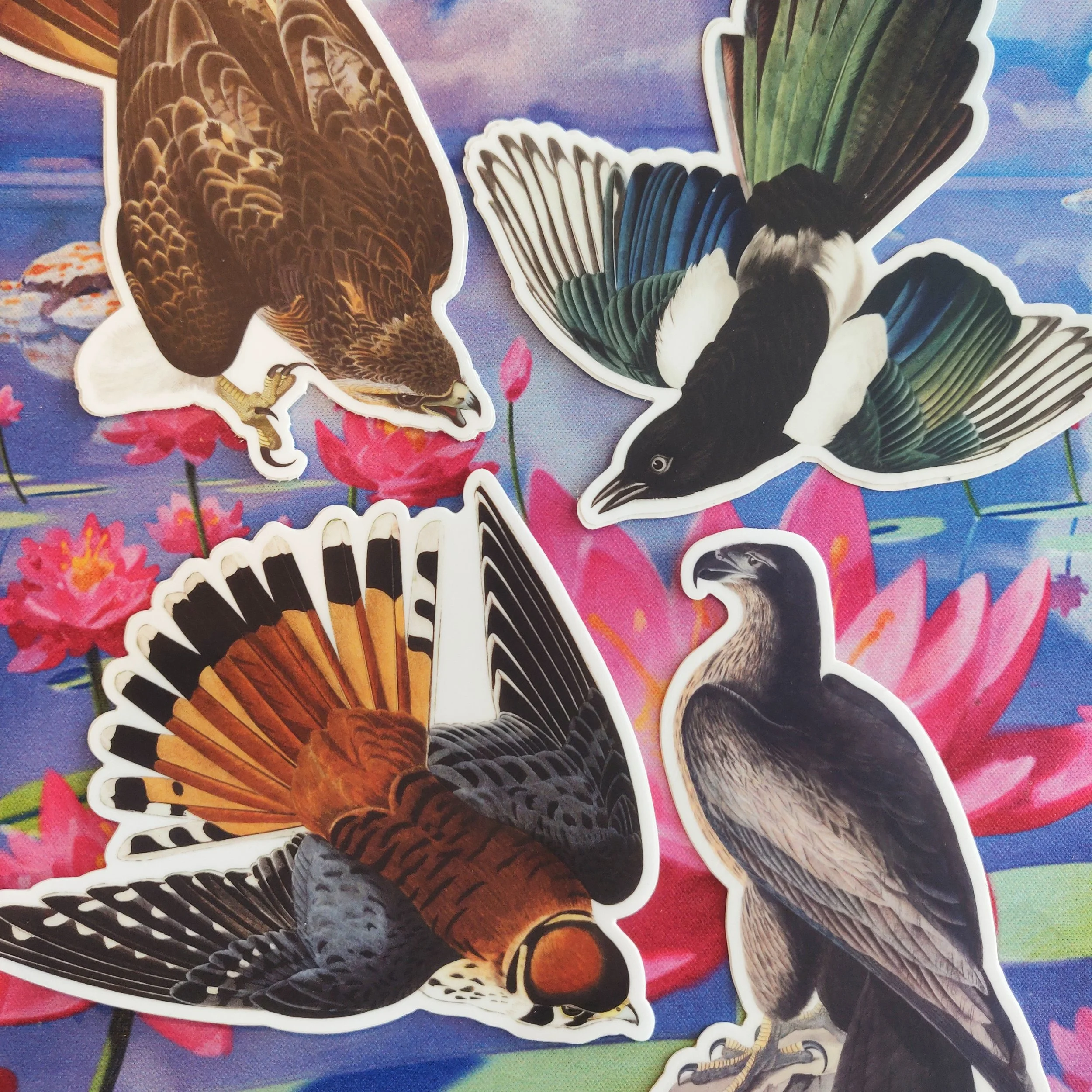 Audubon Vinyl Stickers