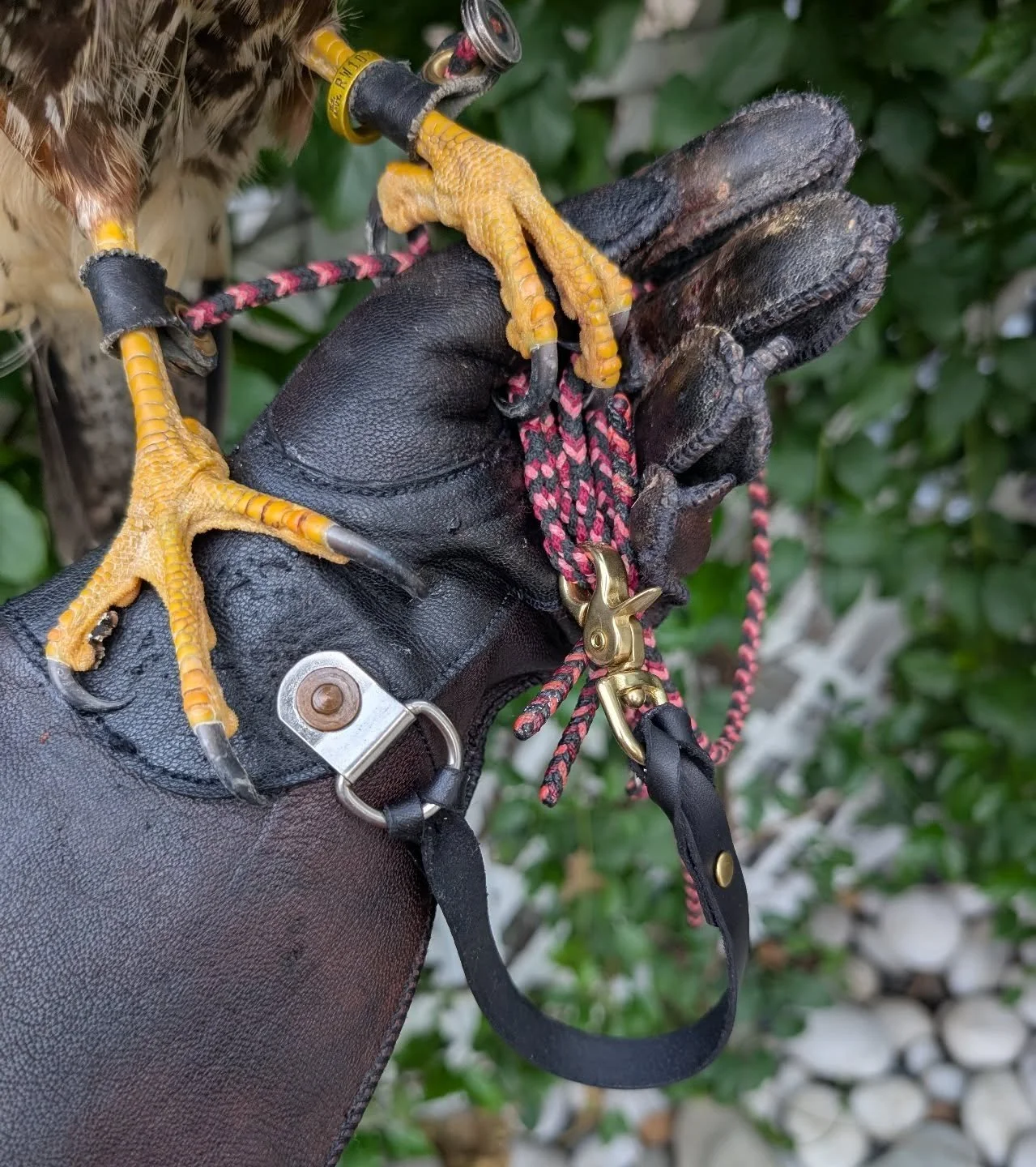 Kobe makes a good foot model. 

Bashing out the website every night after work and my neck/back are paying for it! ☠️

Can't wait to share it with you all though.