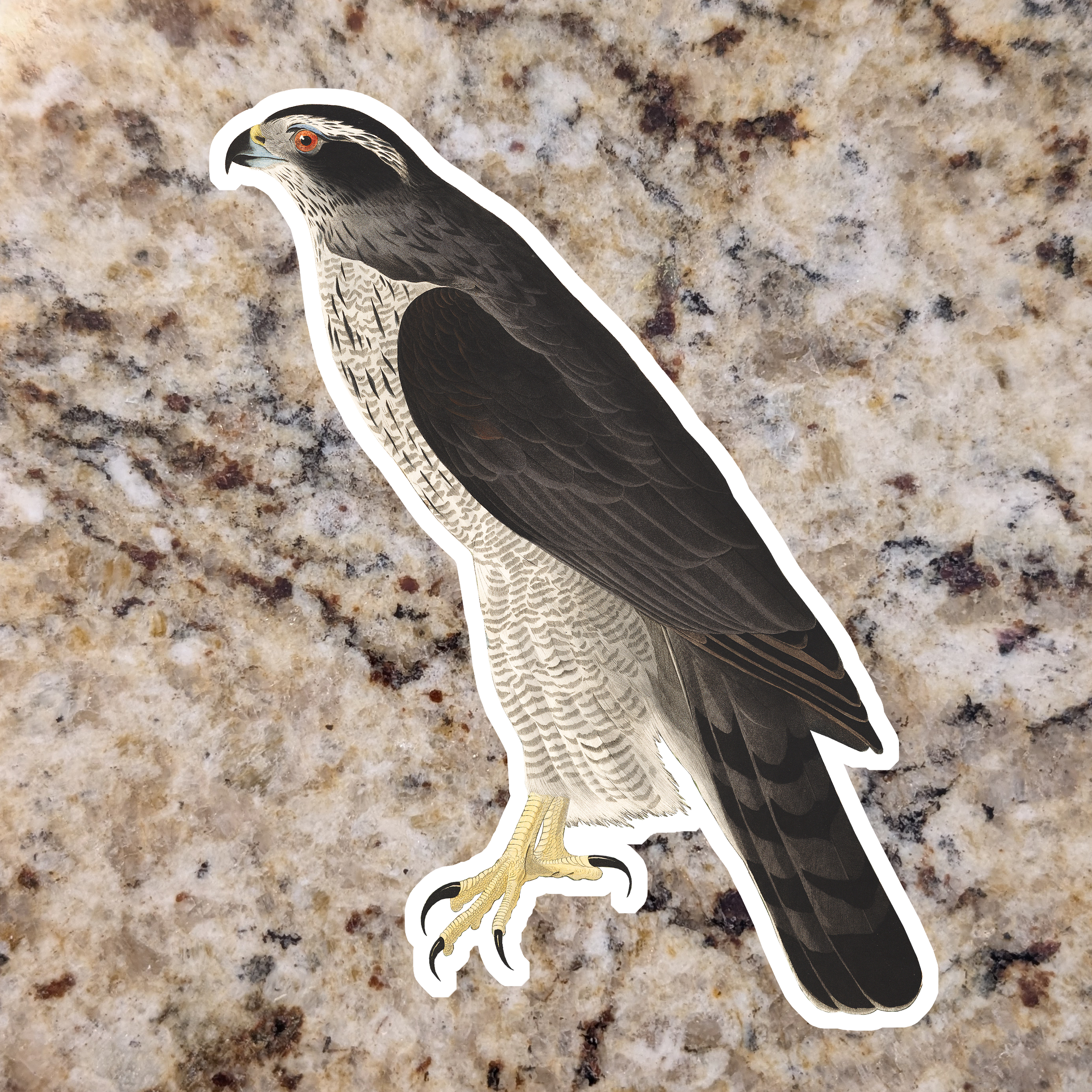 Goshawk (Adult).png
