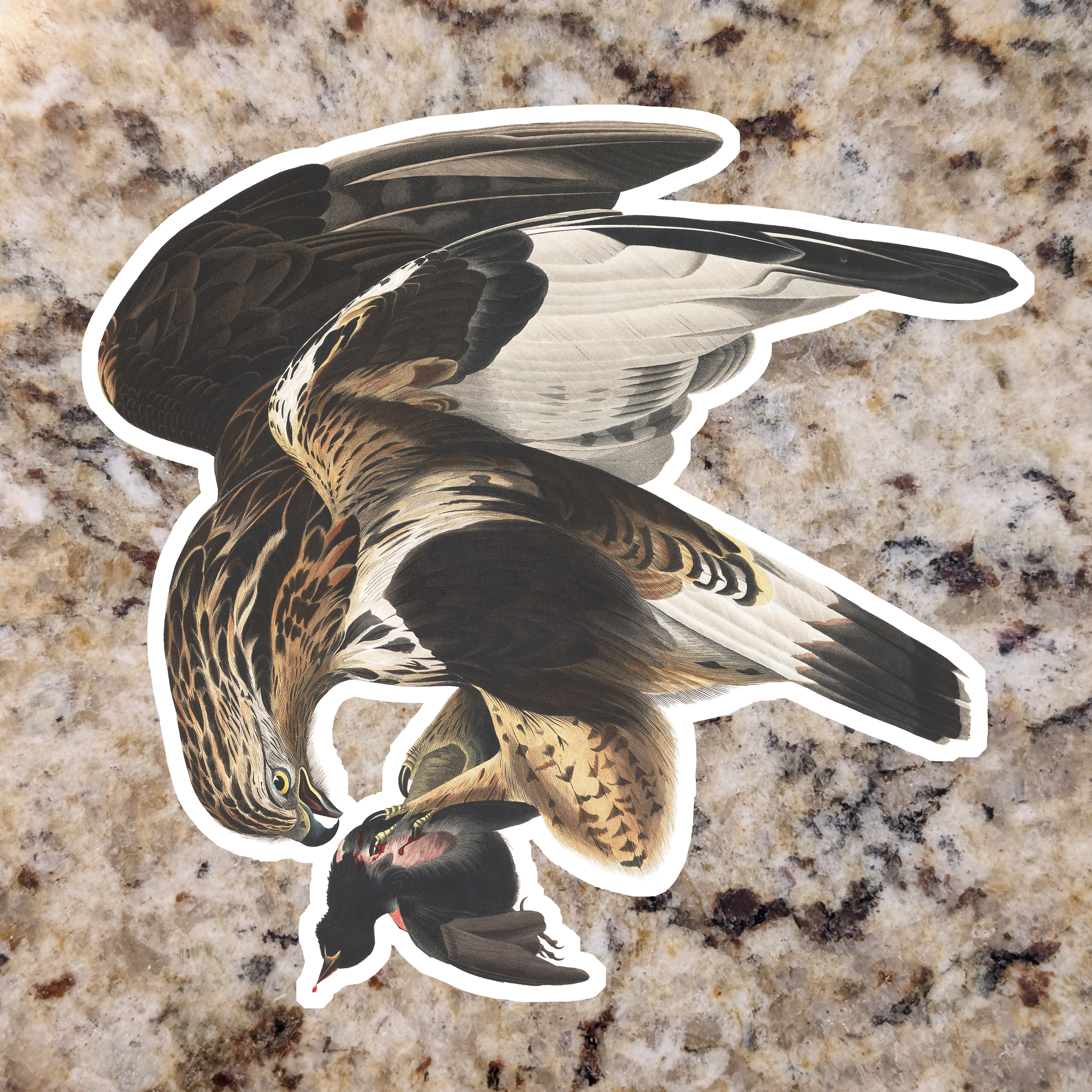 Rough legged Hawk.png