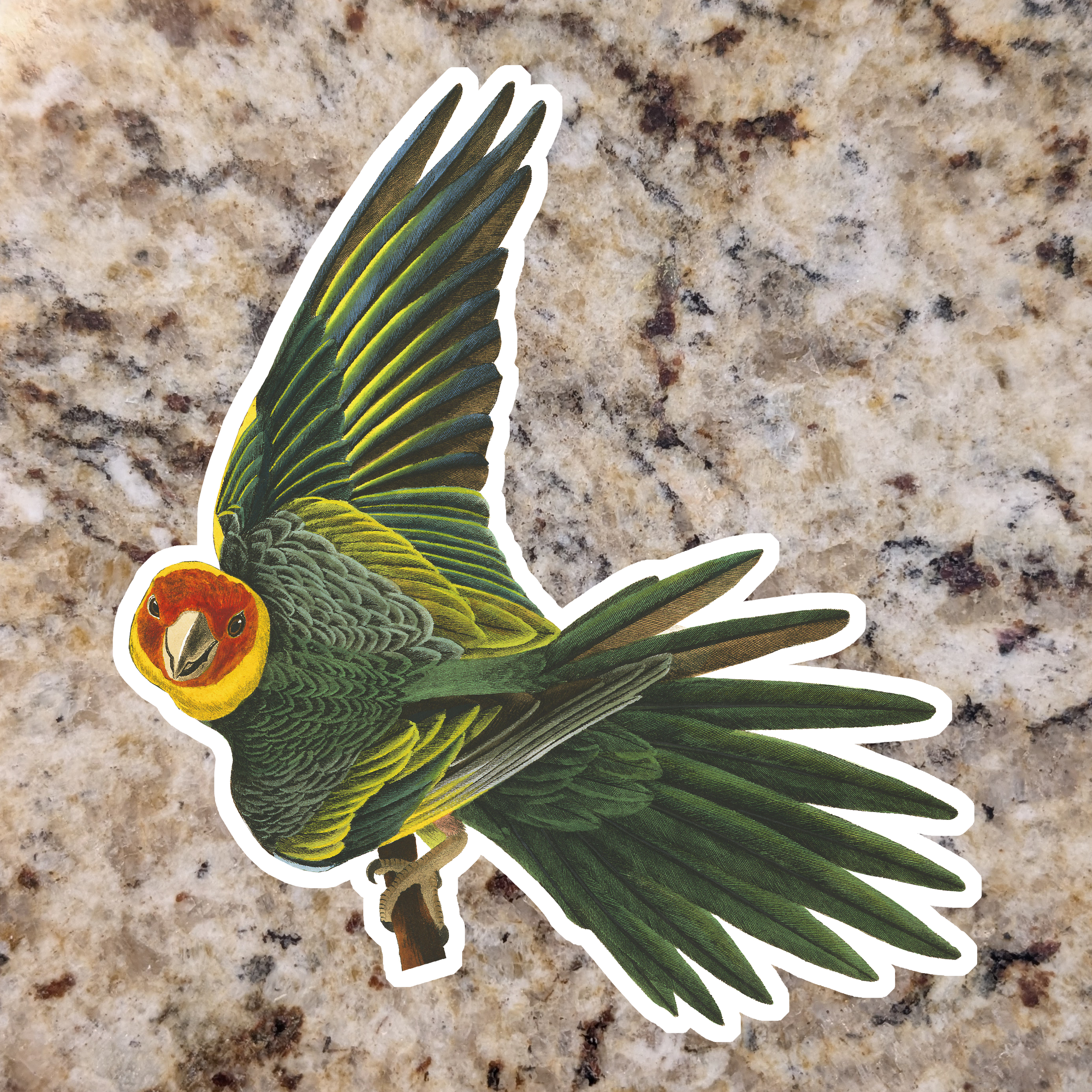 Carolina Parakeet.png