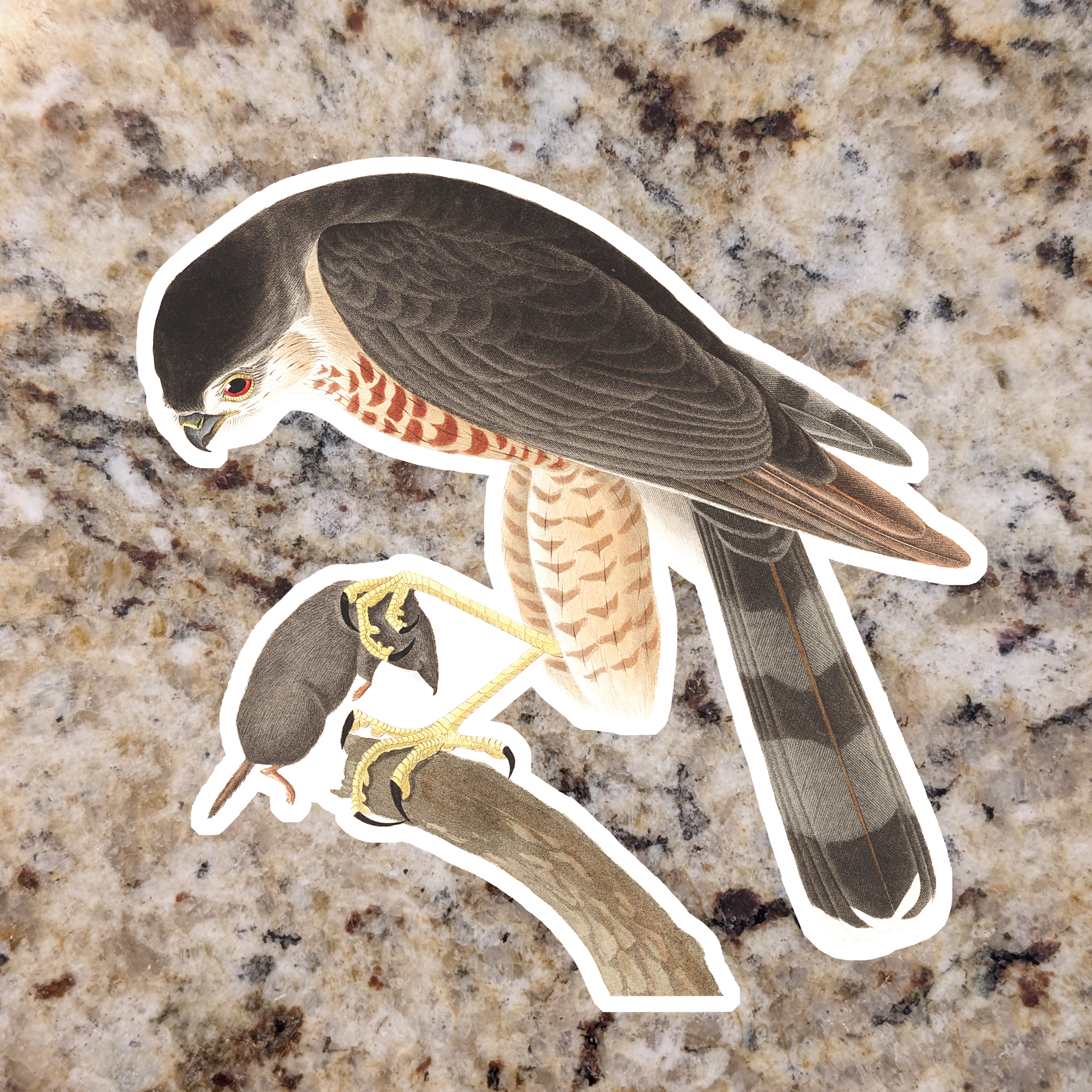 Sharpshinned Hawk'.png