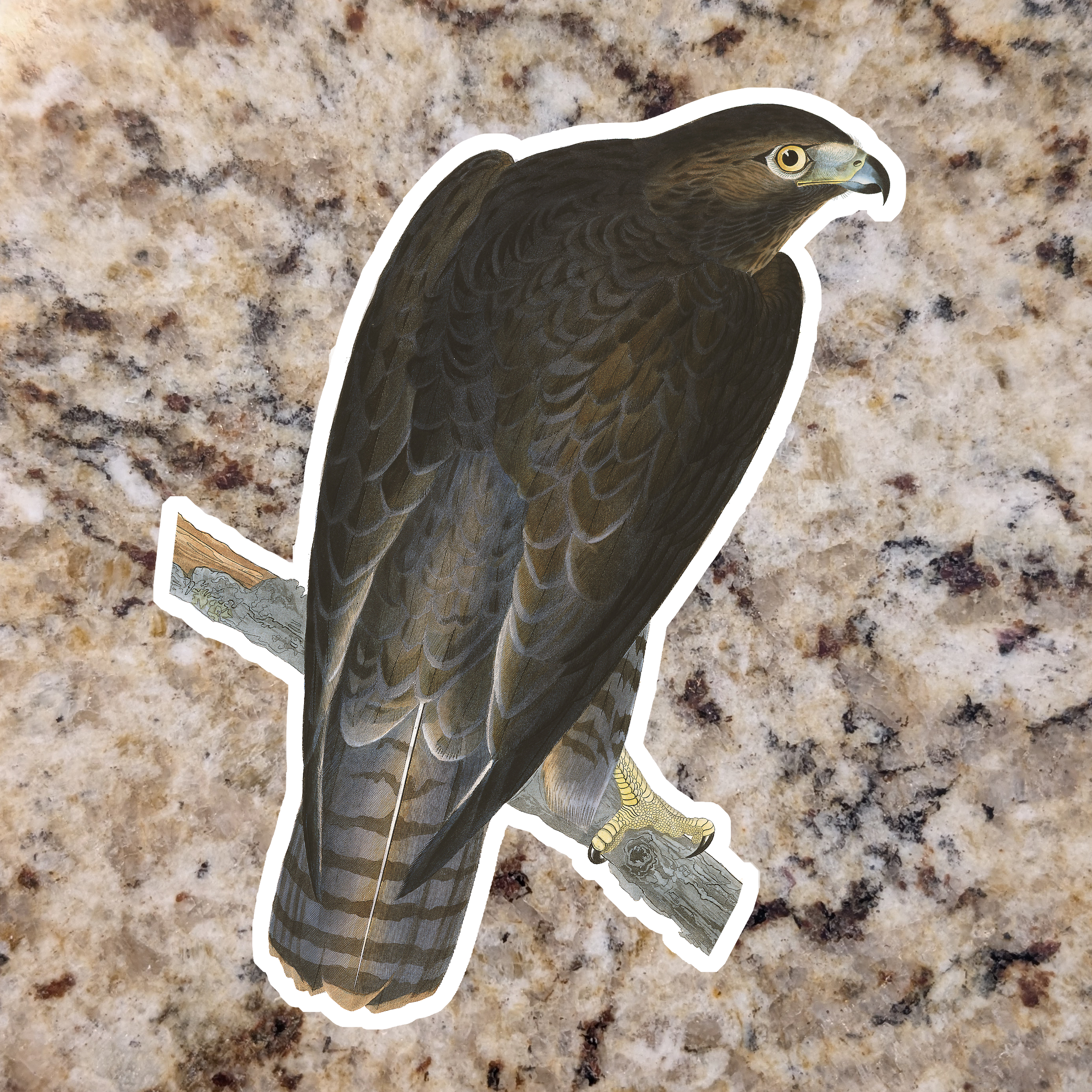 Red Tailed Hawk (Harlans).png