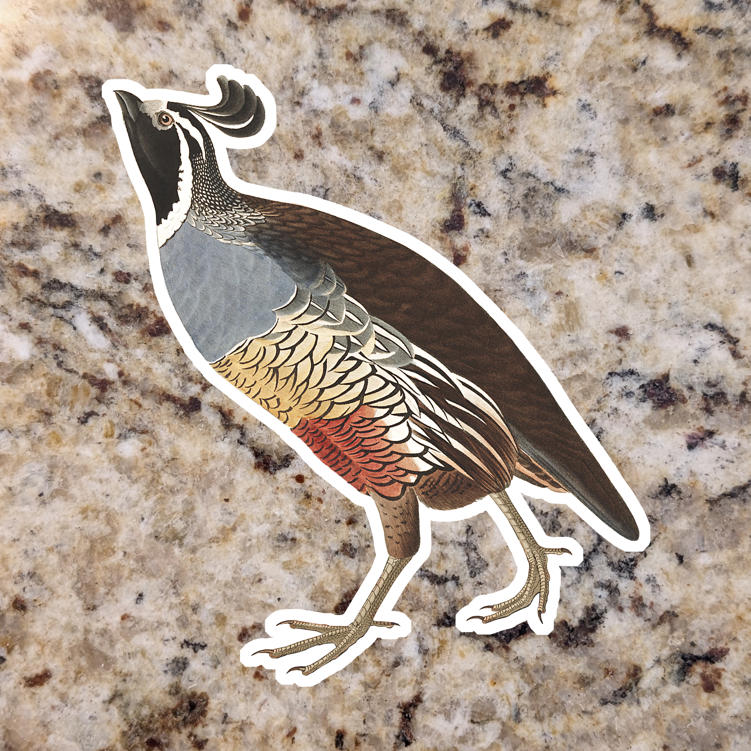 California Quial.png