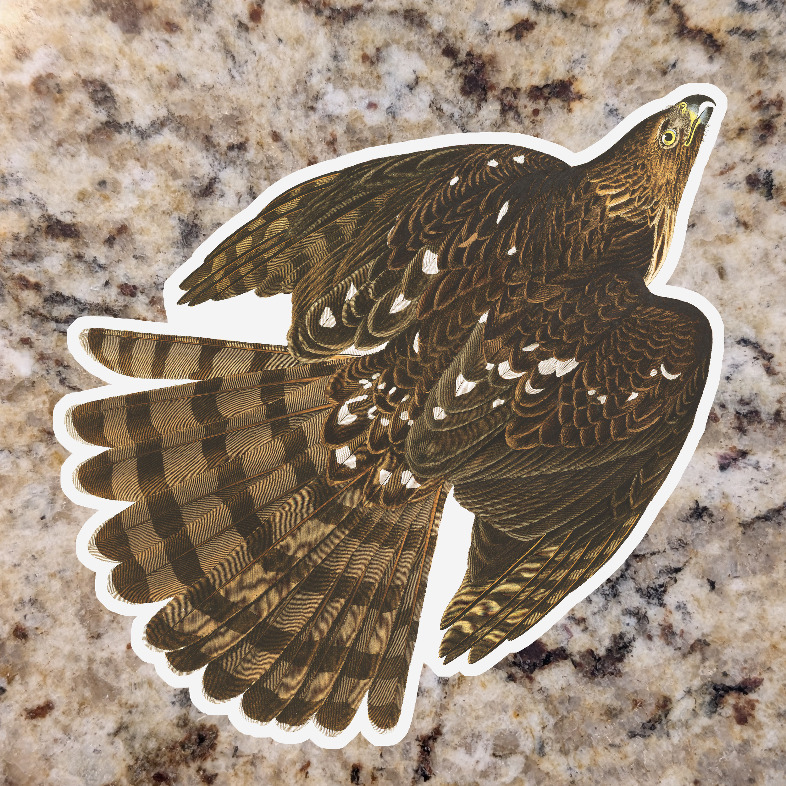 Coopers Hawk (flying).png