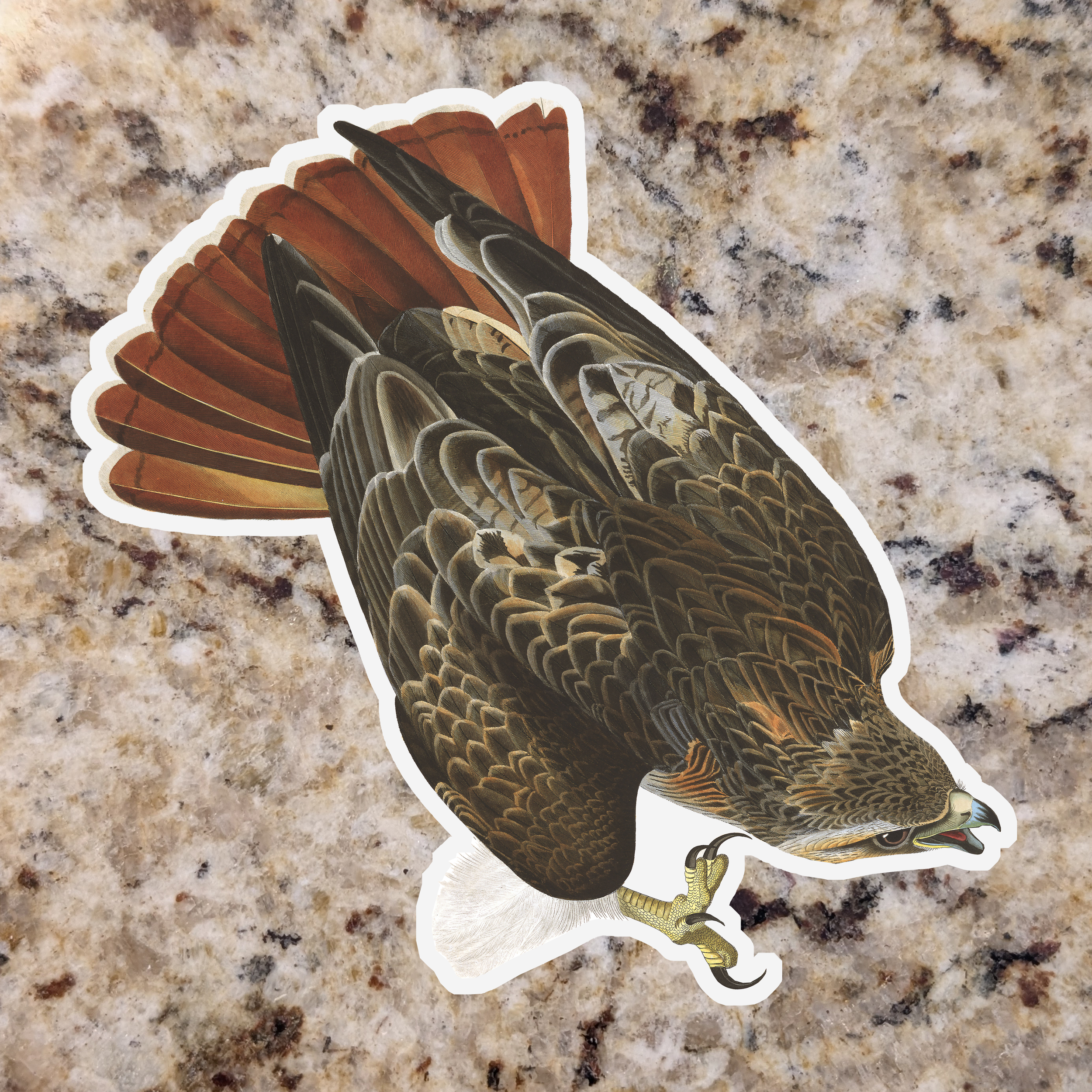 Red Tailed Hawk.png