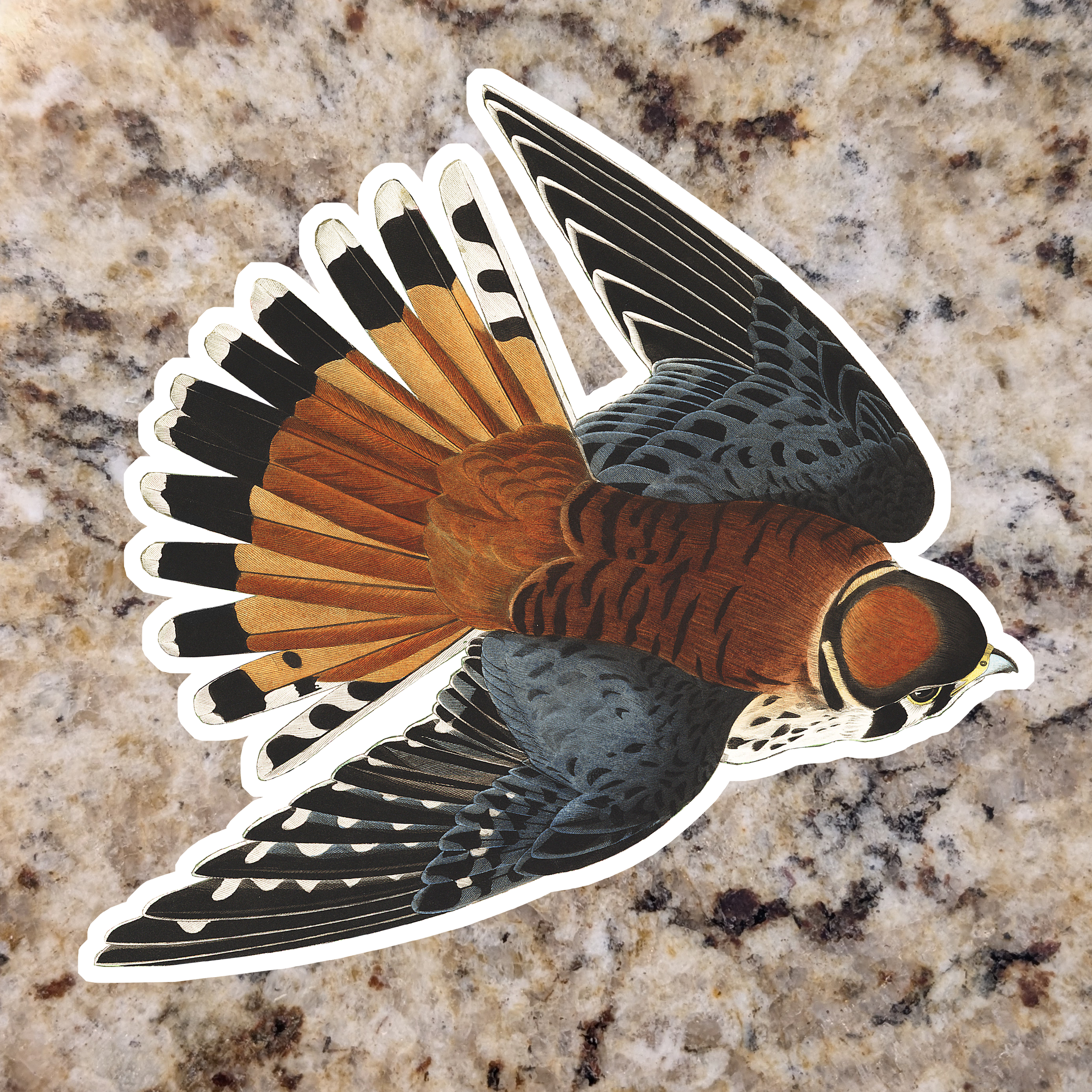 American Kestrel (Male).png