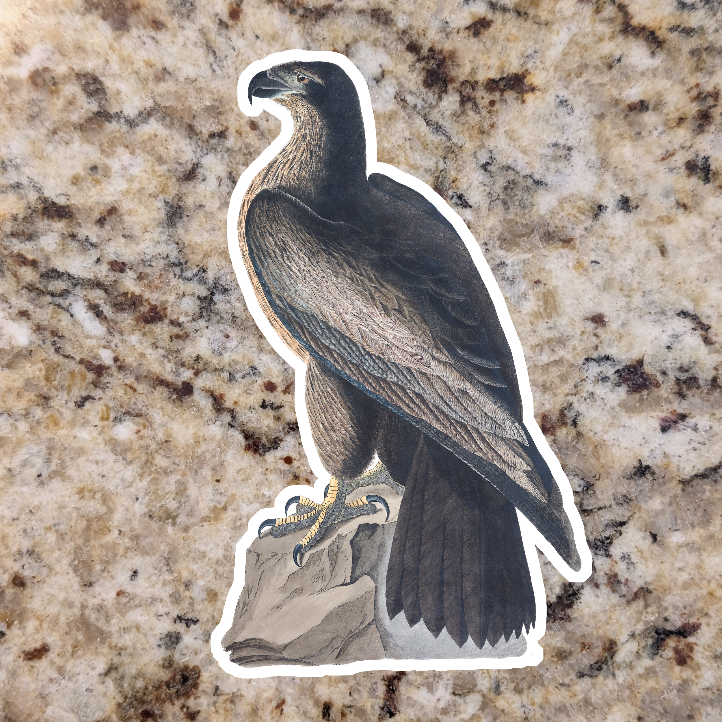 Bald Eagle (Juvinile).png