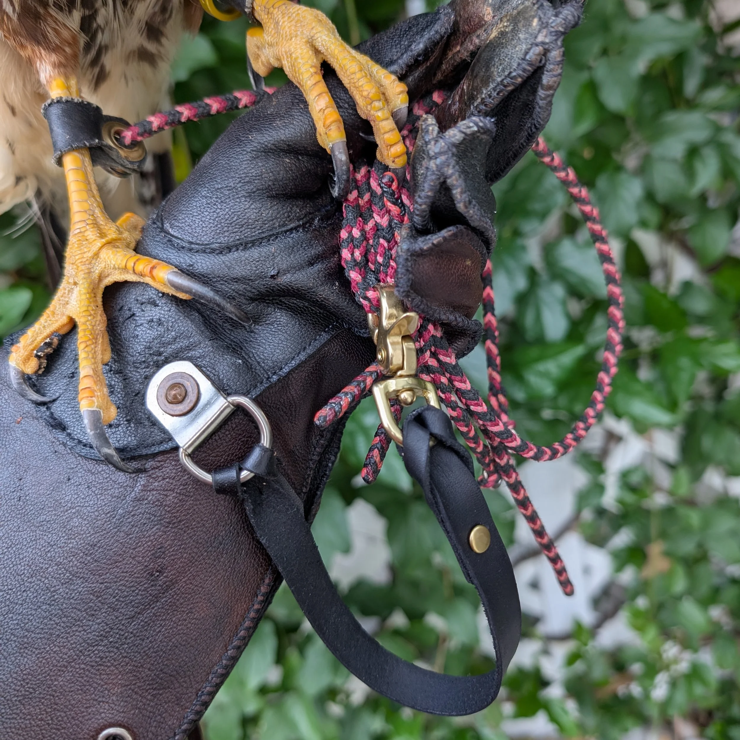 Custom Dyed Glove Leash