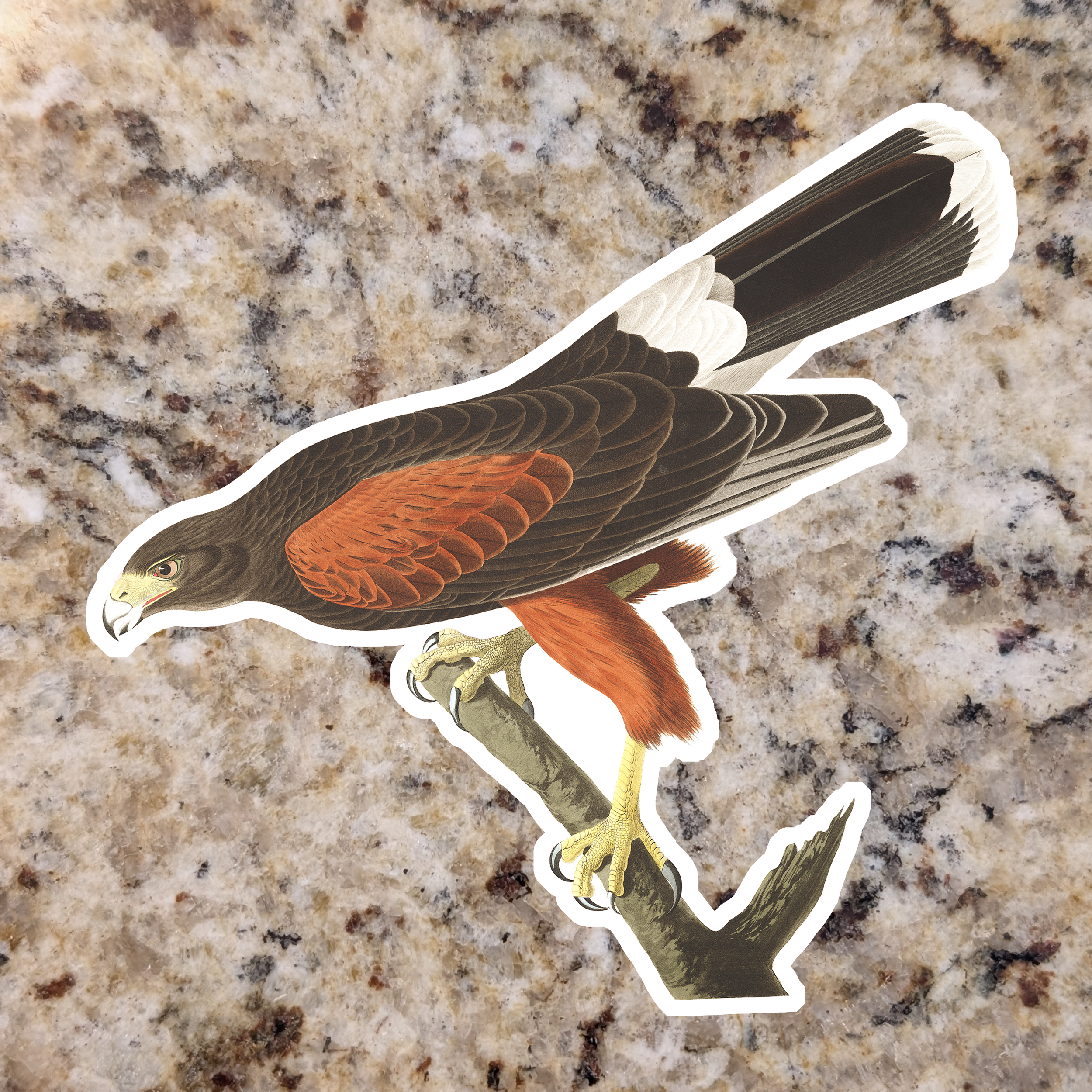 Harris's Hawk.png