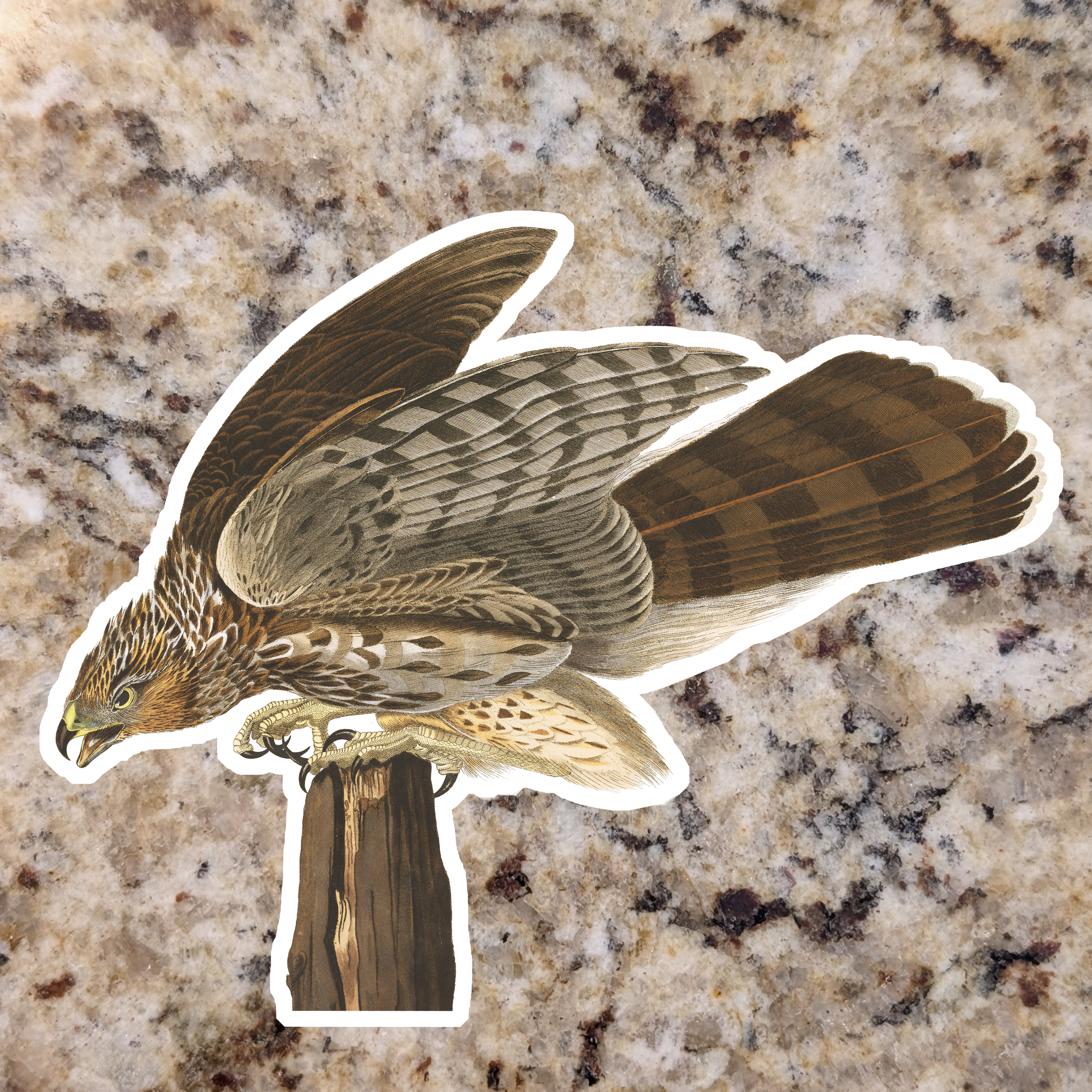 Coopers Hawk (Perched).png