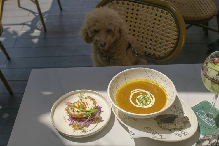 Pet Friendly Cafe and Restaurant Singapore